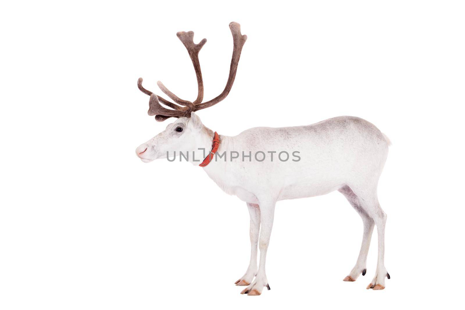 Reindeer, Rangifer tarandus, 4 years old, on the white background