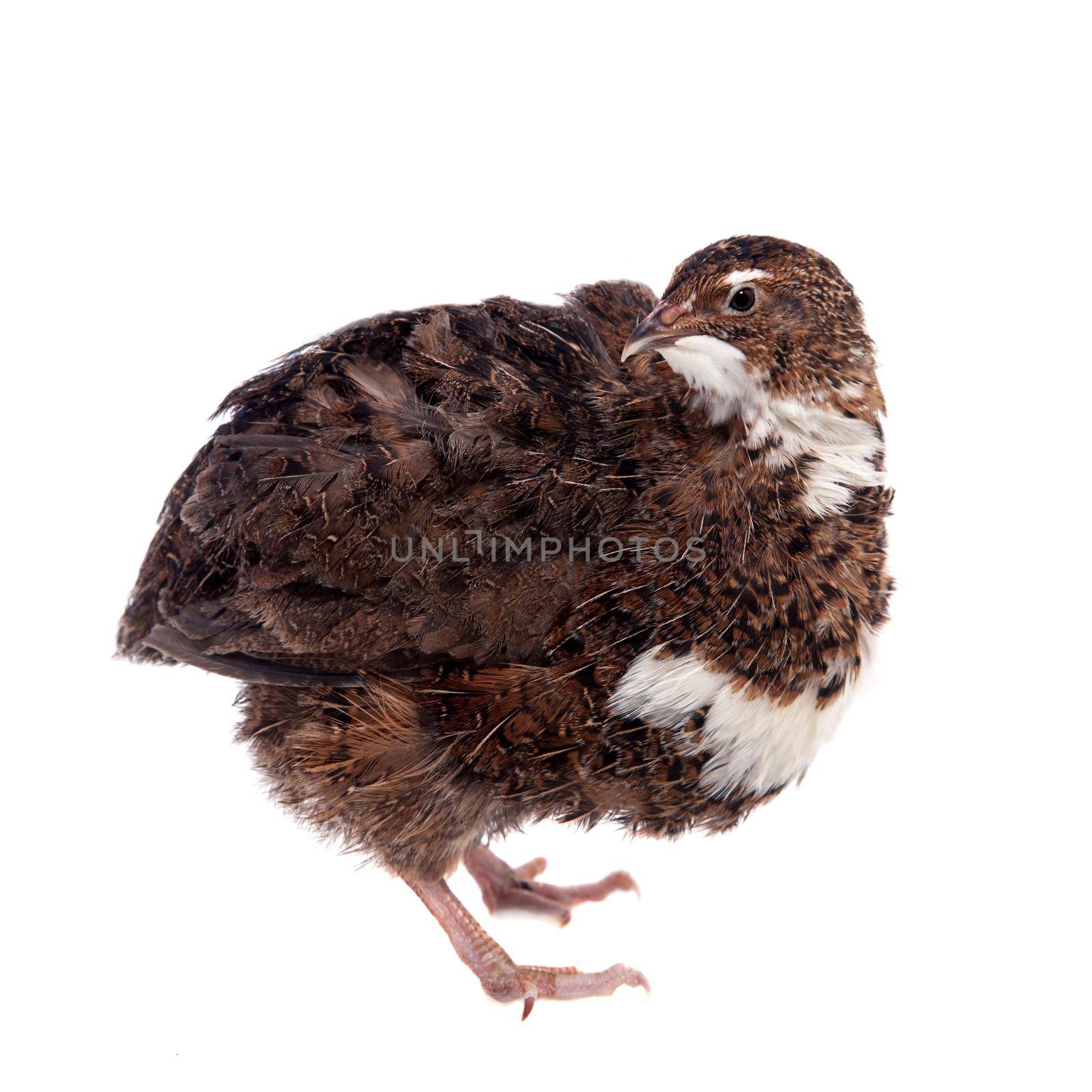 The common quail on white by RosaJay