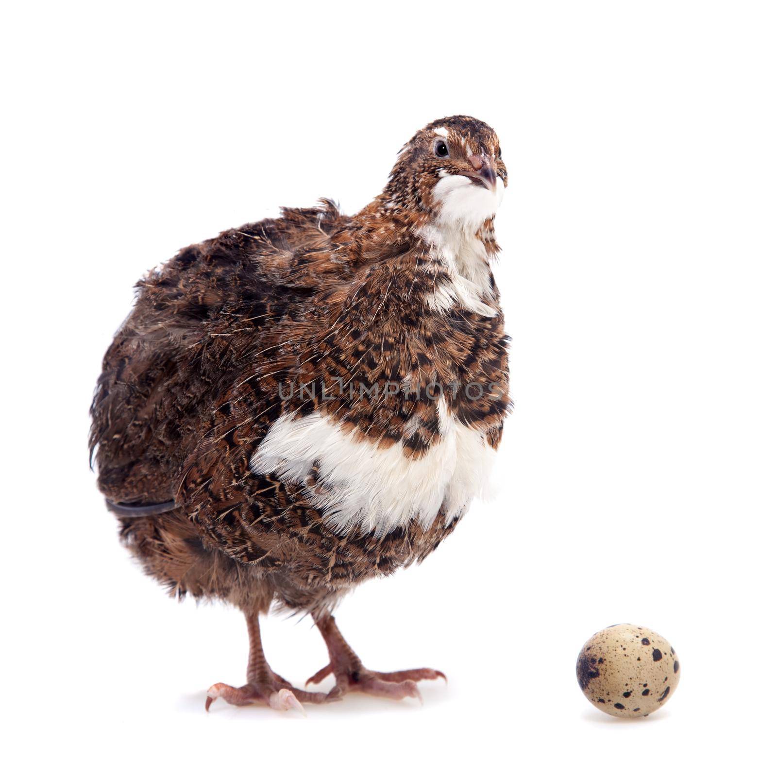 The common quail, coturnix coturnix, with its eggs isolated on white background
