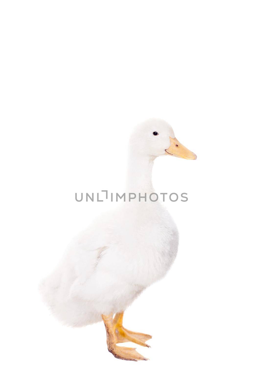 Adorable duckling quacking isolated on white background.