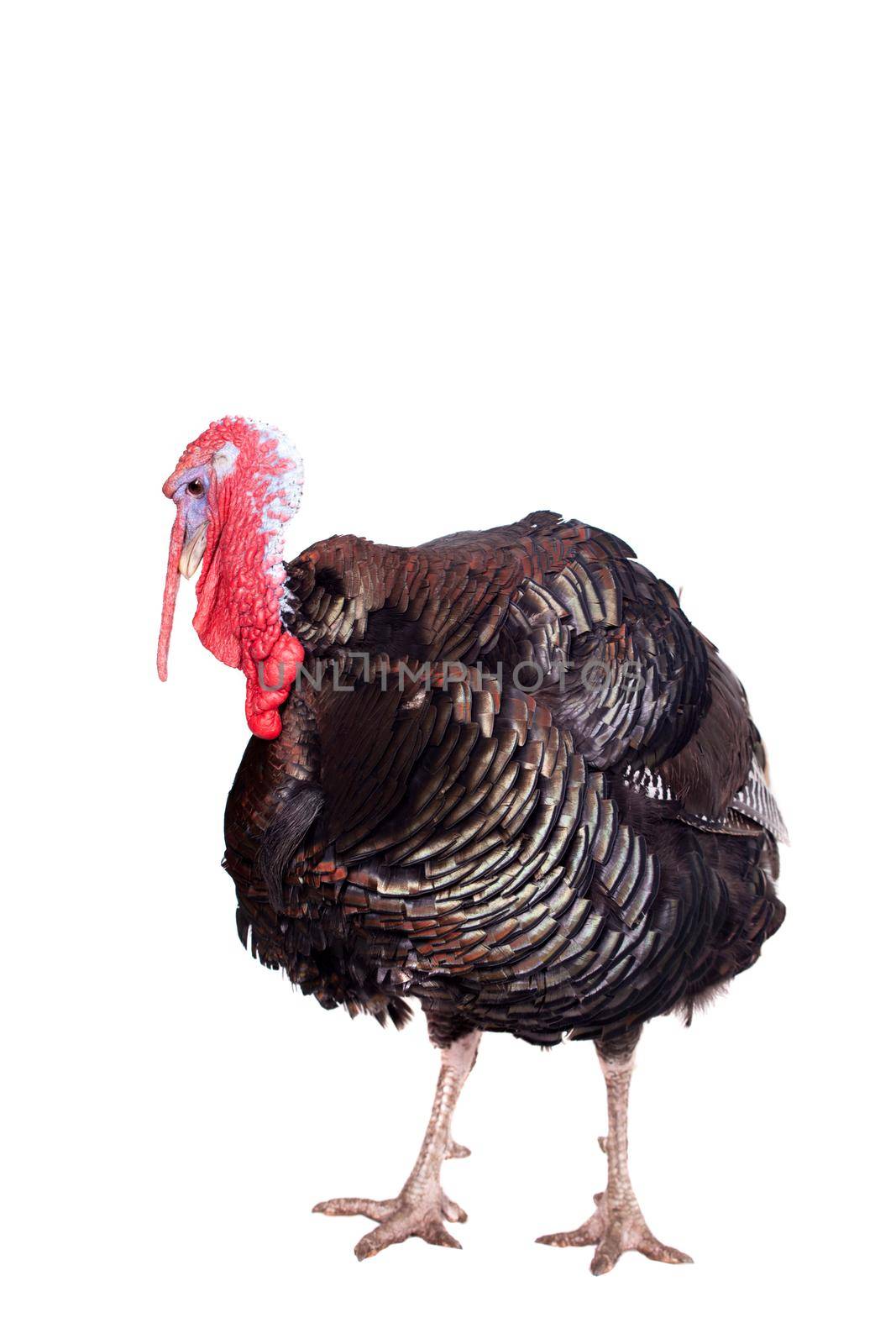 Turkey male isolated on the white background