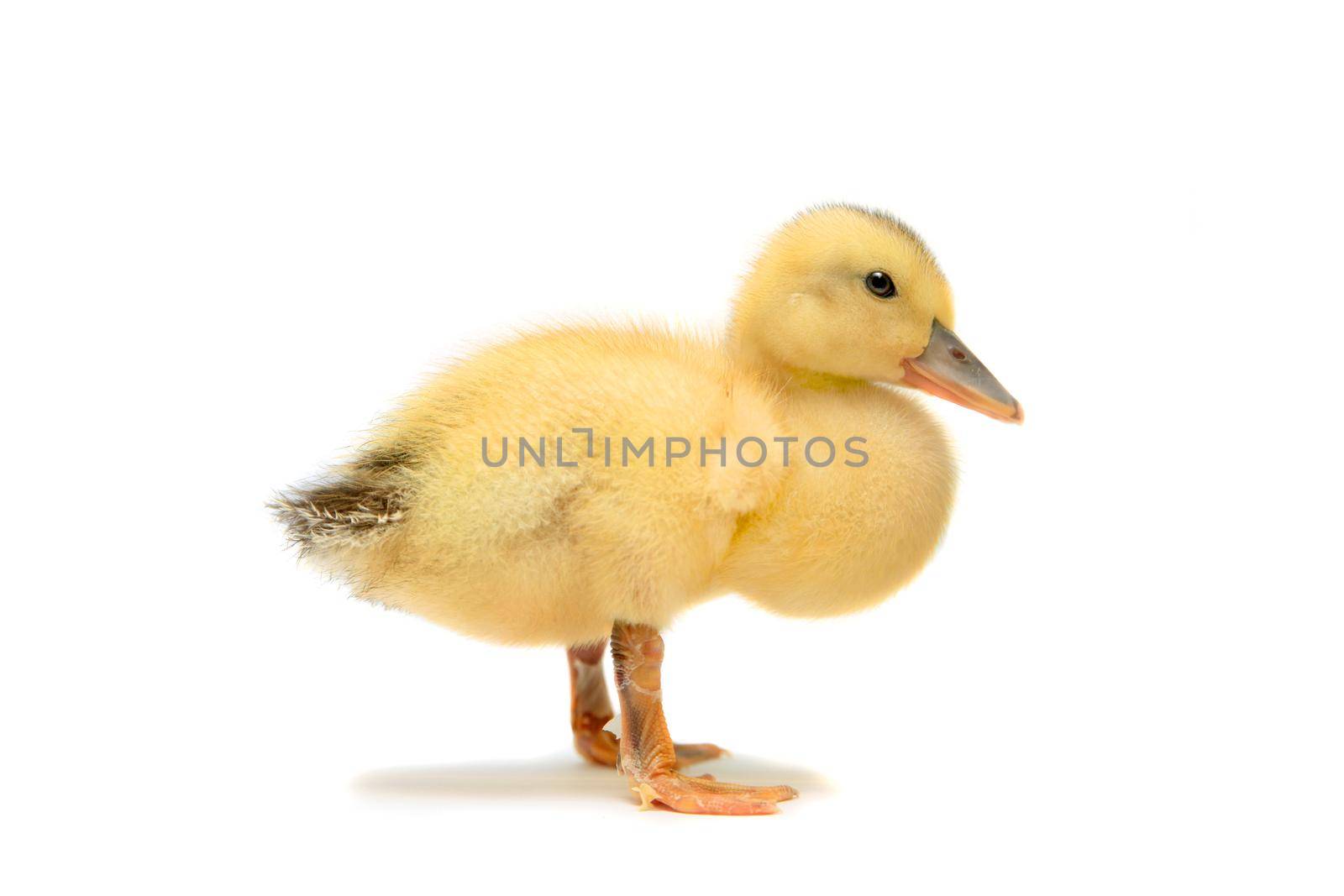 Small pretty duckling, 2 days old, isolated on white background