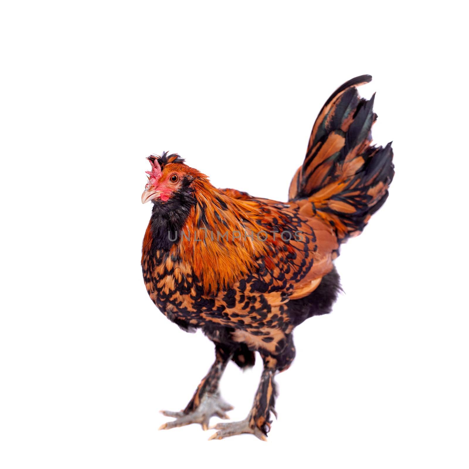 Beauty red Pavlovian breed Rooster isolated on white background