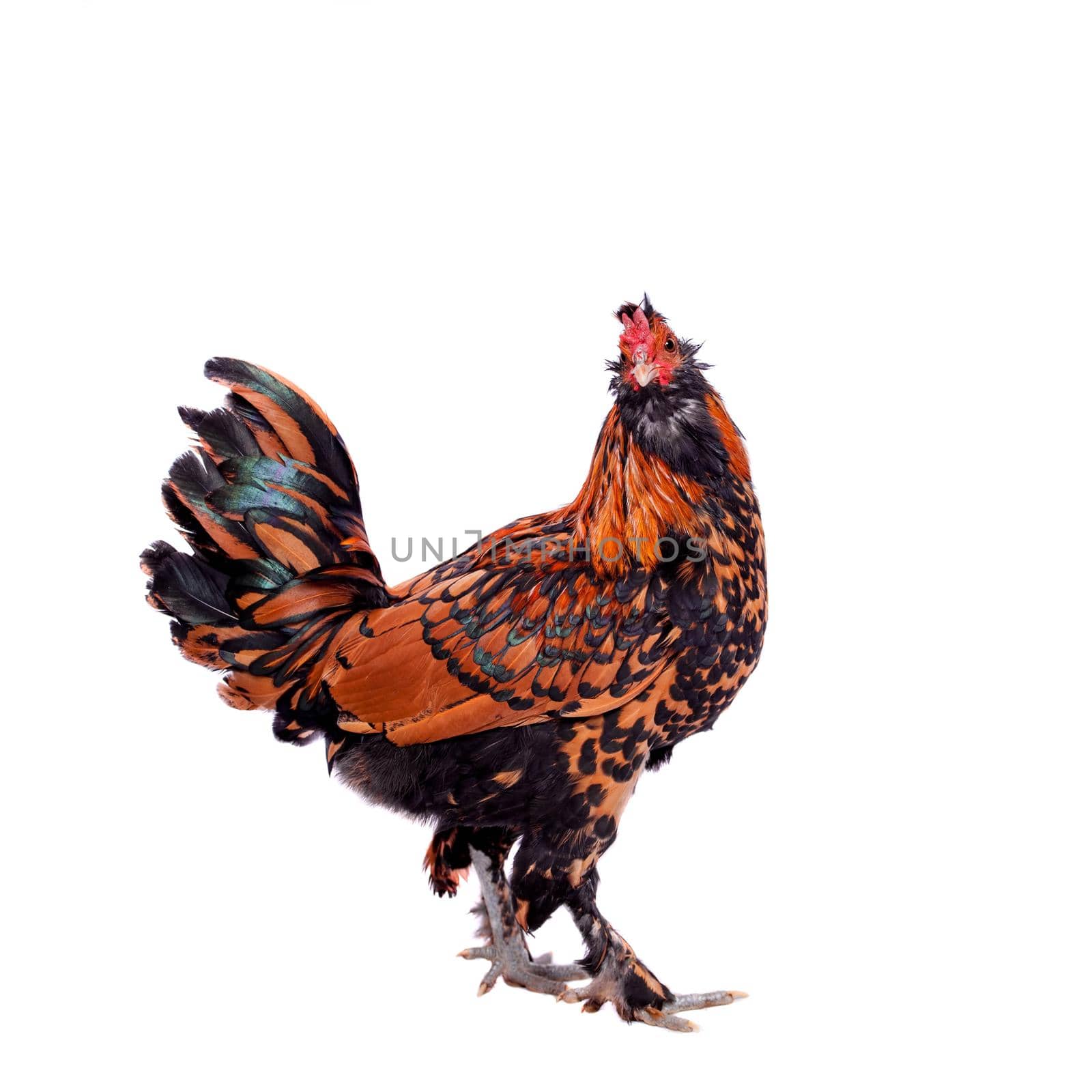 Beauty red Pavlovian breed Rooster isolated on white background