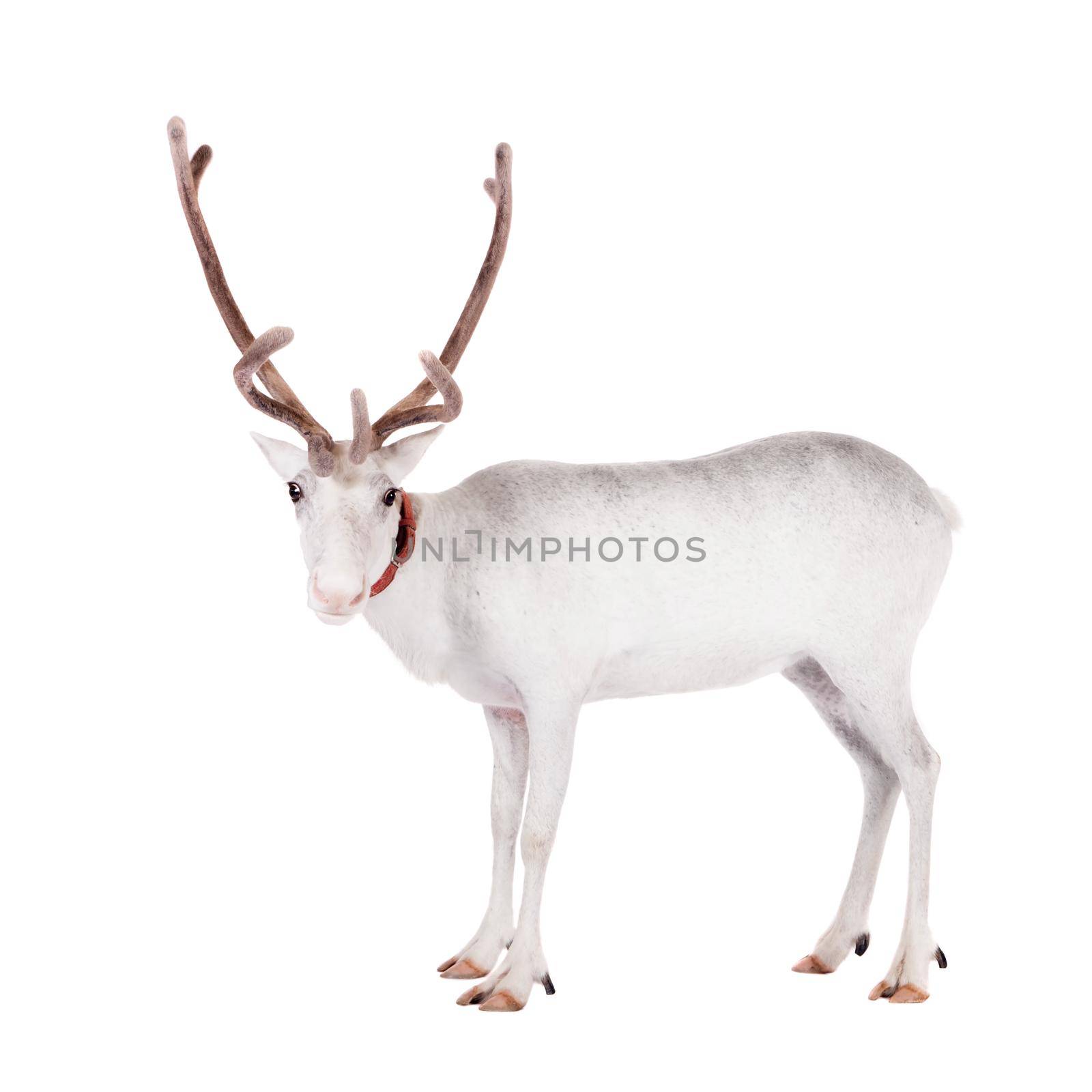 Reindeer, Rangifer tarandus, 4 years old, on the white background