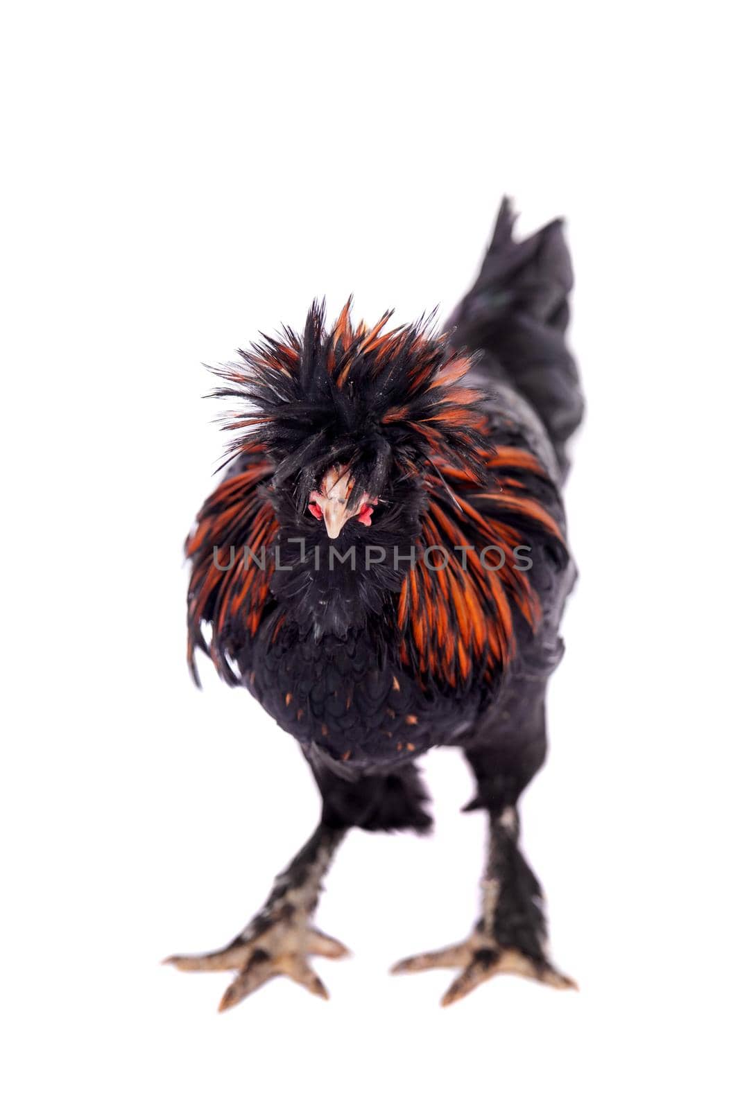 Pavlovian breed Rooster on white by RosaJay