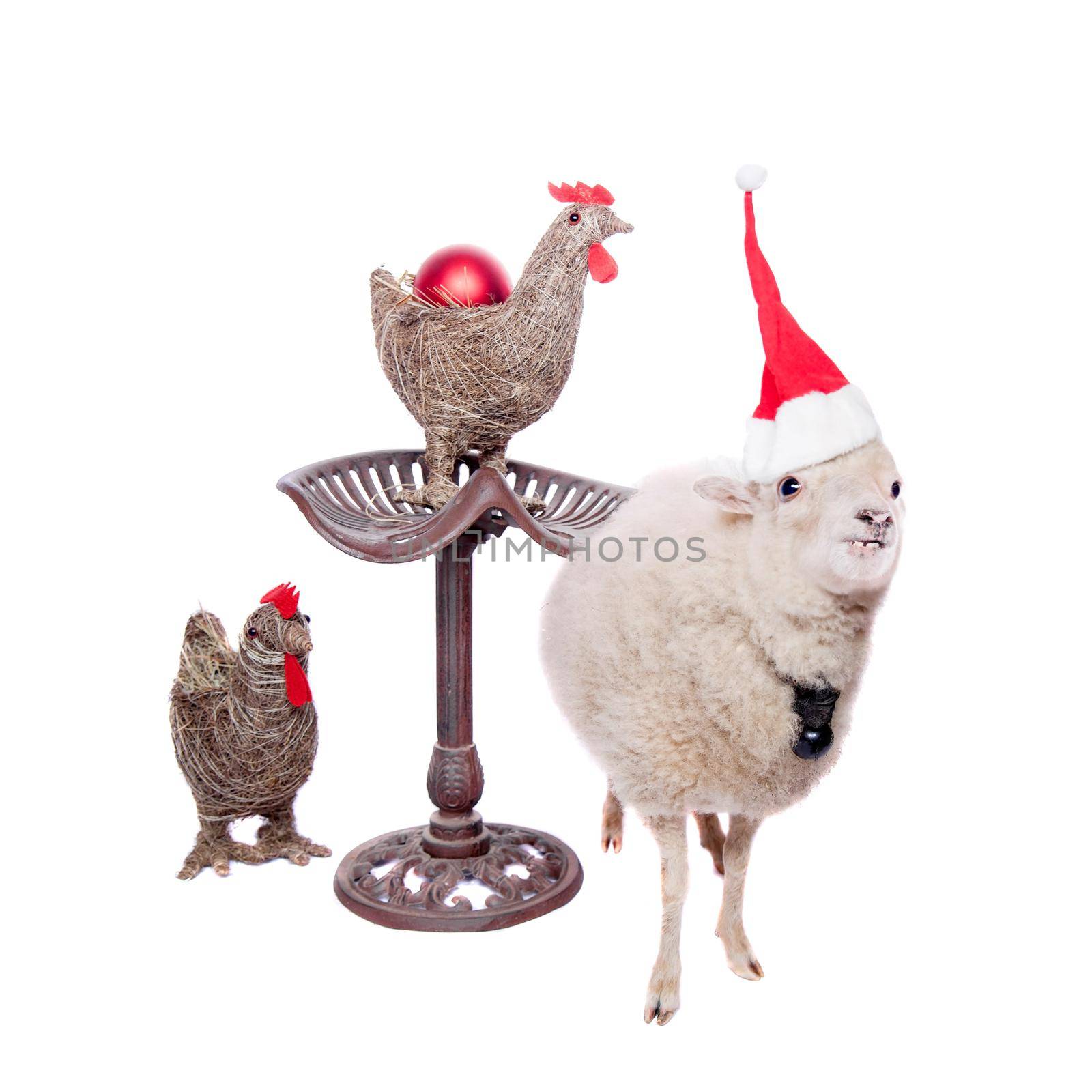 Portrait Of sheep in christmas hat On White by RosaJay