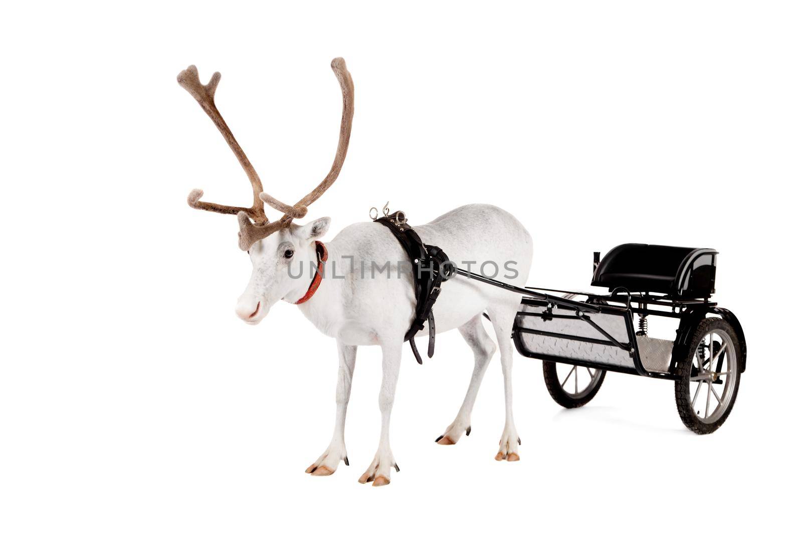 Reindeer wearing europian harness, Rangifer tarandus, on white