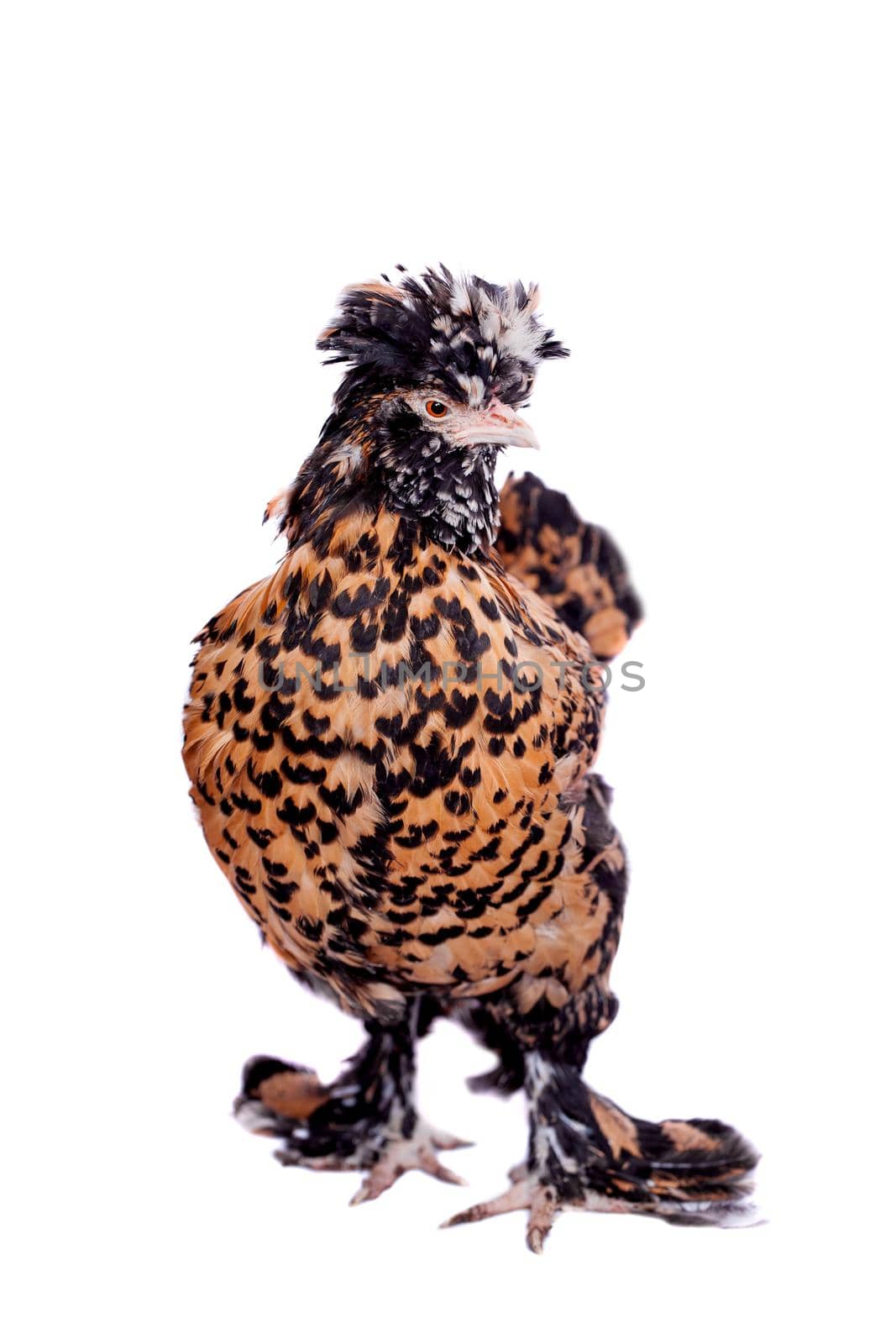 Pavlovian breed hen on white by RosaJay