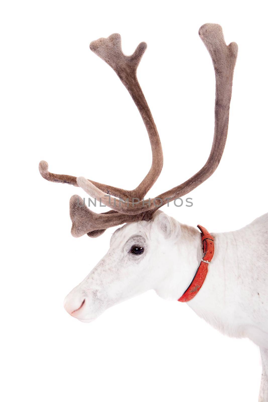 Reindeer or caribou, on the white background by RosaJay