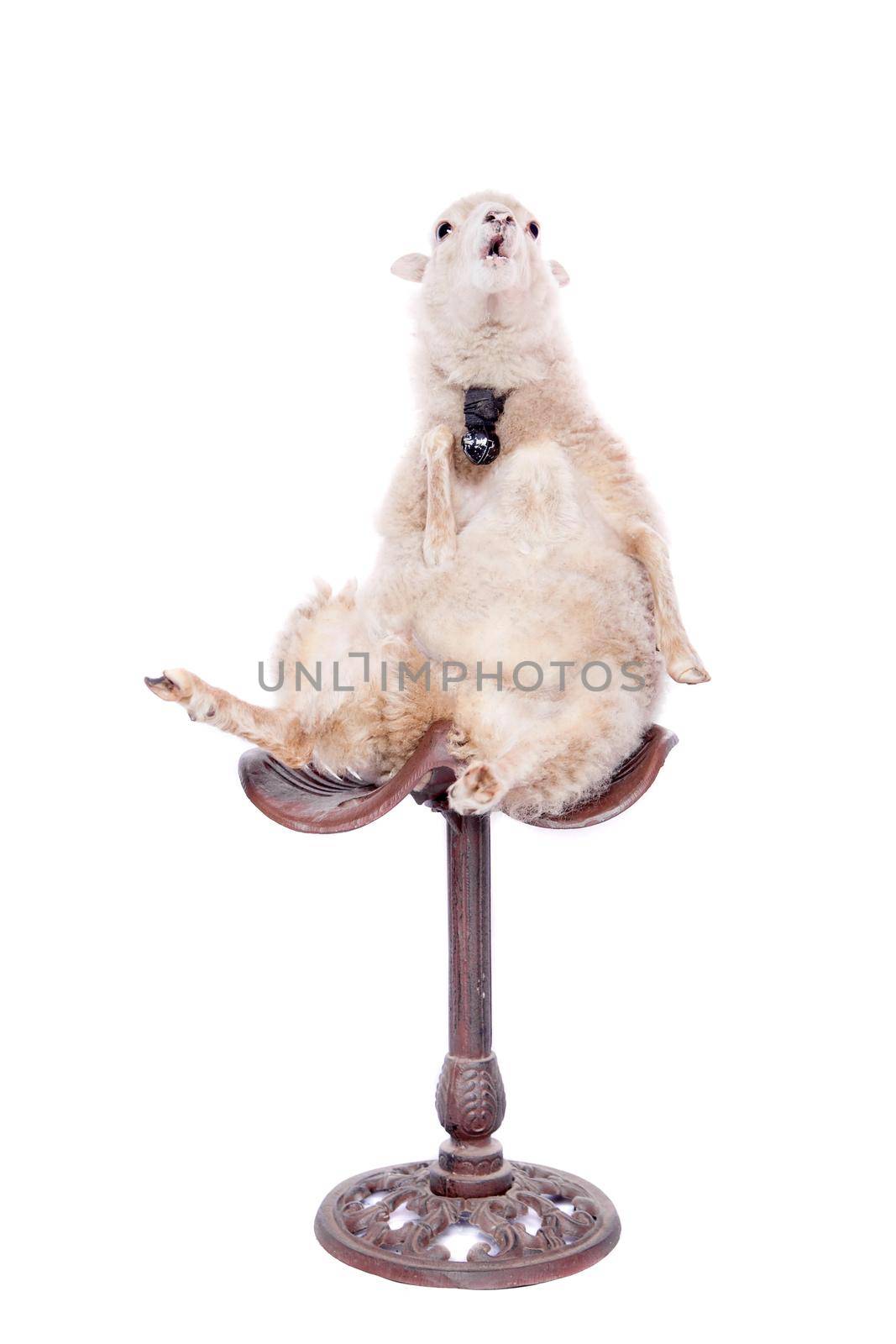 Portrait Of sheep in christmas hat Isolated On White. Simbol 2015