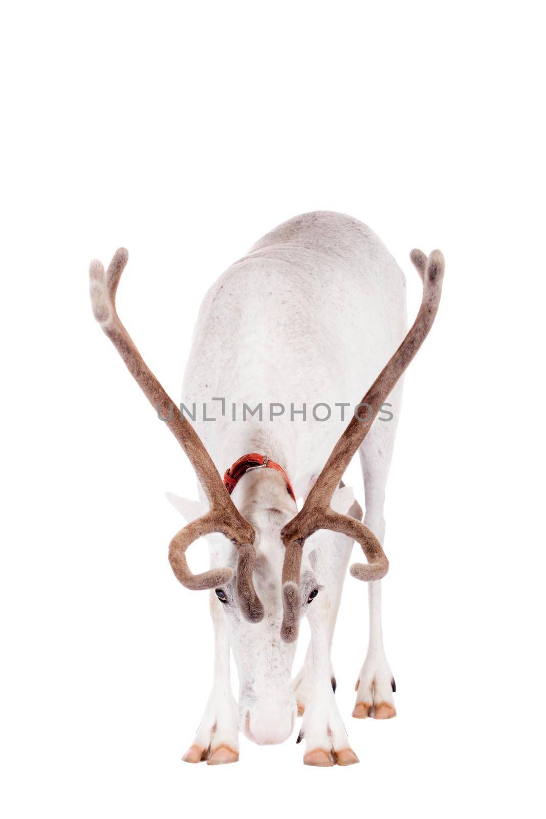 Reindeer or caribou, on the white background by RosaJay