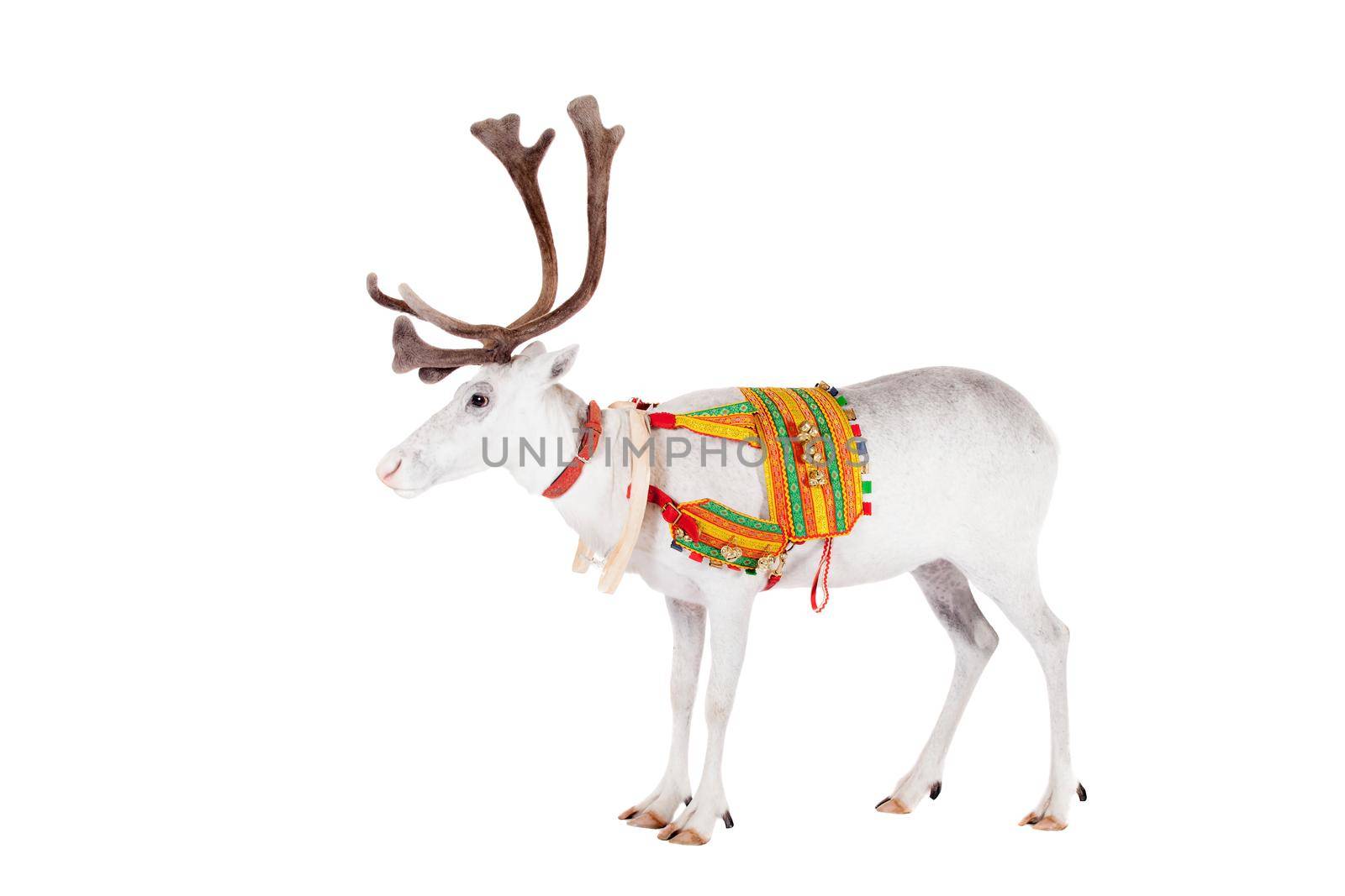 Reindeer wearing traditional harness, Rangifer tarandus, on white