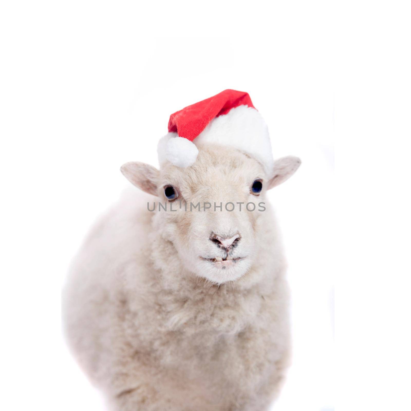 Portrait Of sheep in christmas hat Isolated On White. Simbol 2015