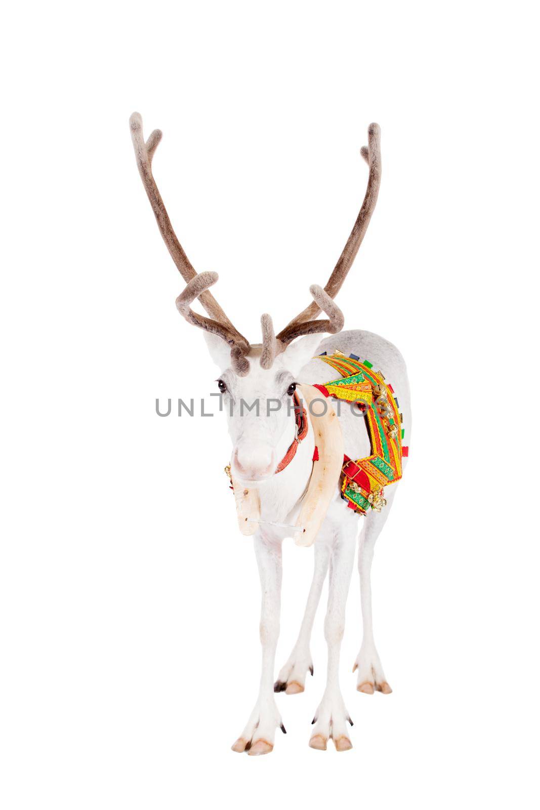 Reindeer wearing traditional harness, Rangifer tarandus, on white