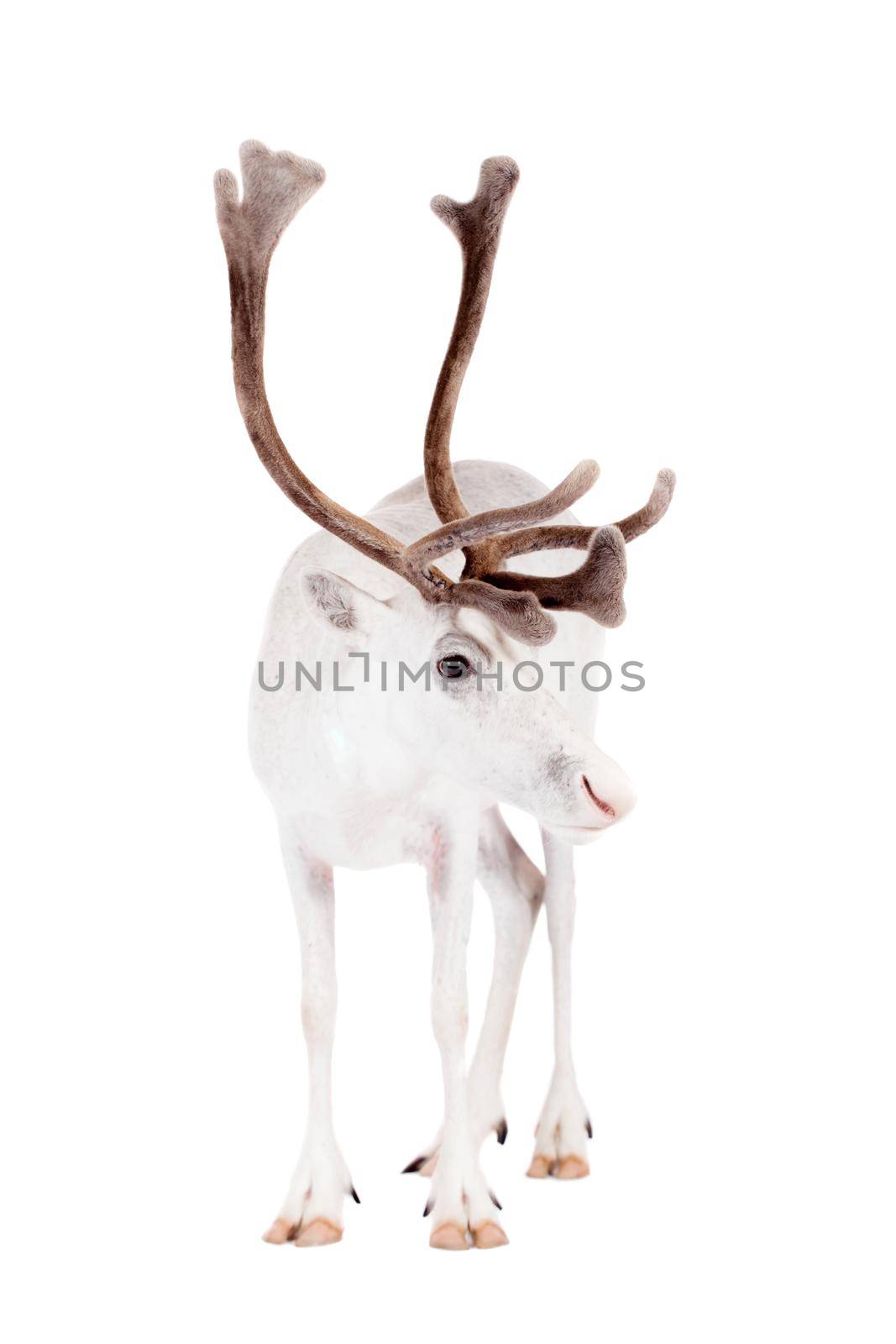 Reindeer, Rangifer tarandus, 4 years old, on the white background