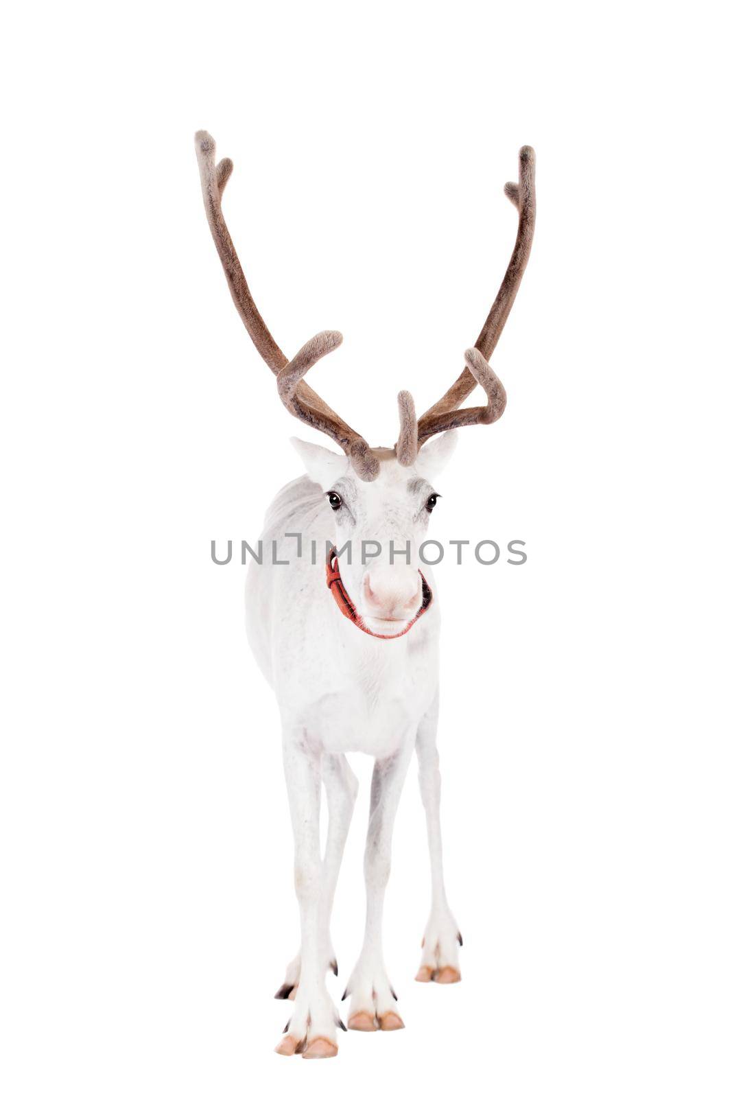 Reindeer, Rangifer tarandus, 4 years old, on the white background