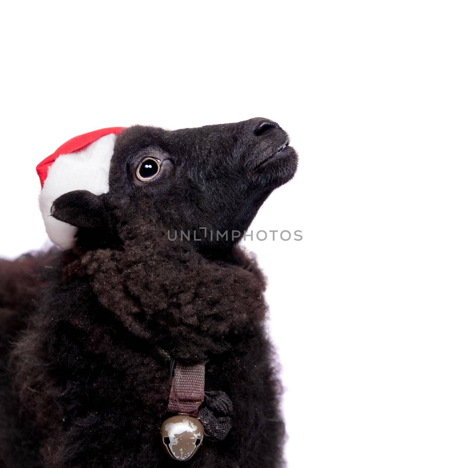 Portrait Of sheep in christmas hat On White by RosaJay