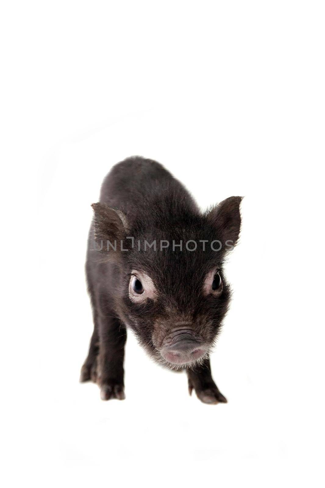 Little black piggy isolated on the white background