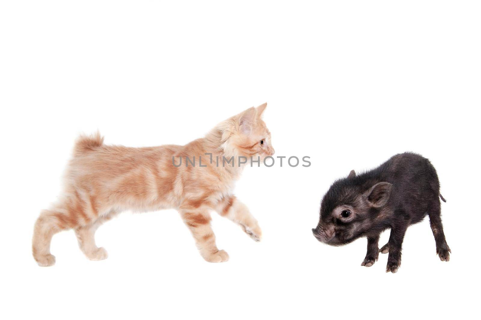 Vietnamese pig baby with red kitten isolated on white