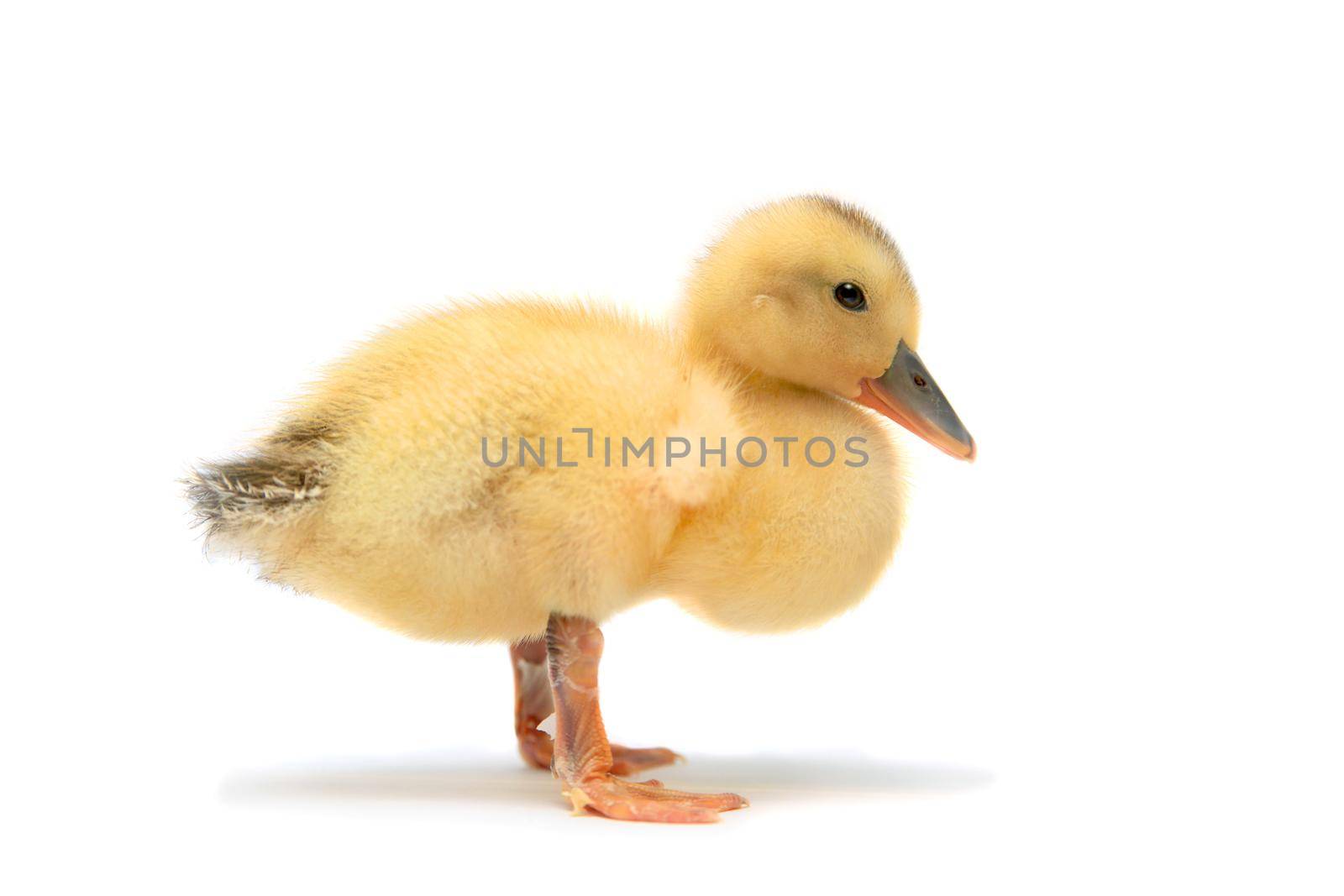Small pretty duckling, 2 days old, isolated on white background