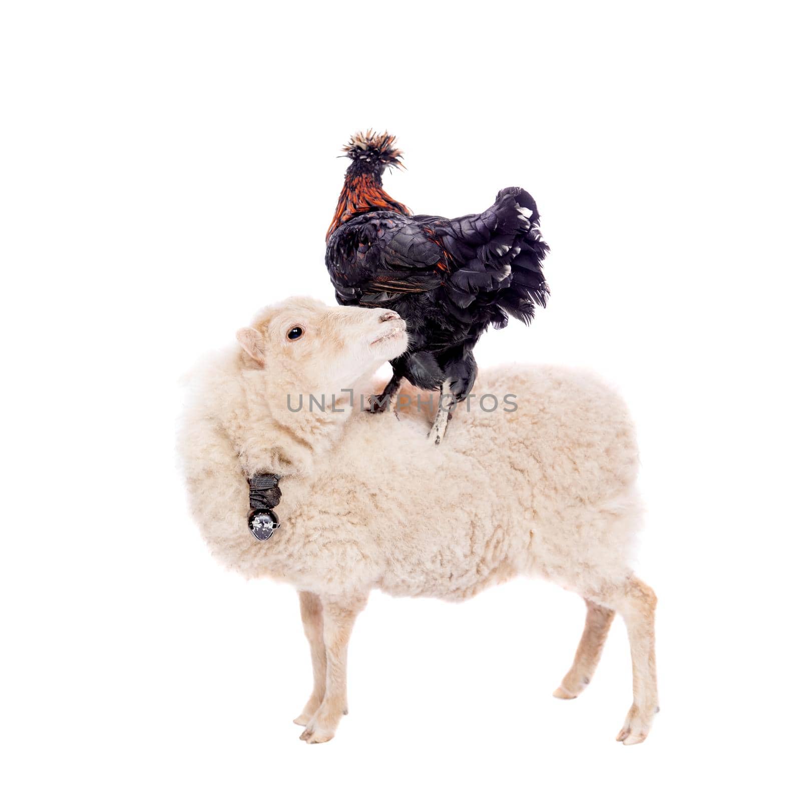 Black rooster isolated on a white background