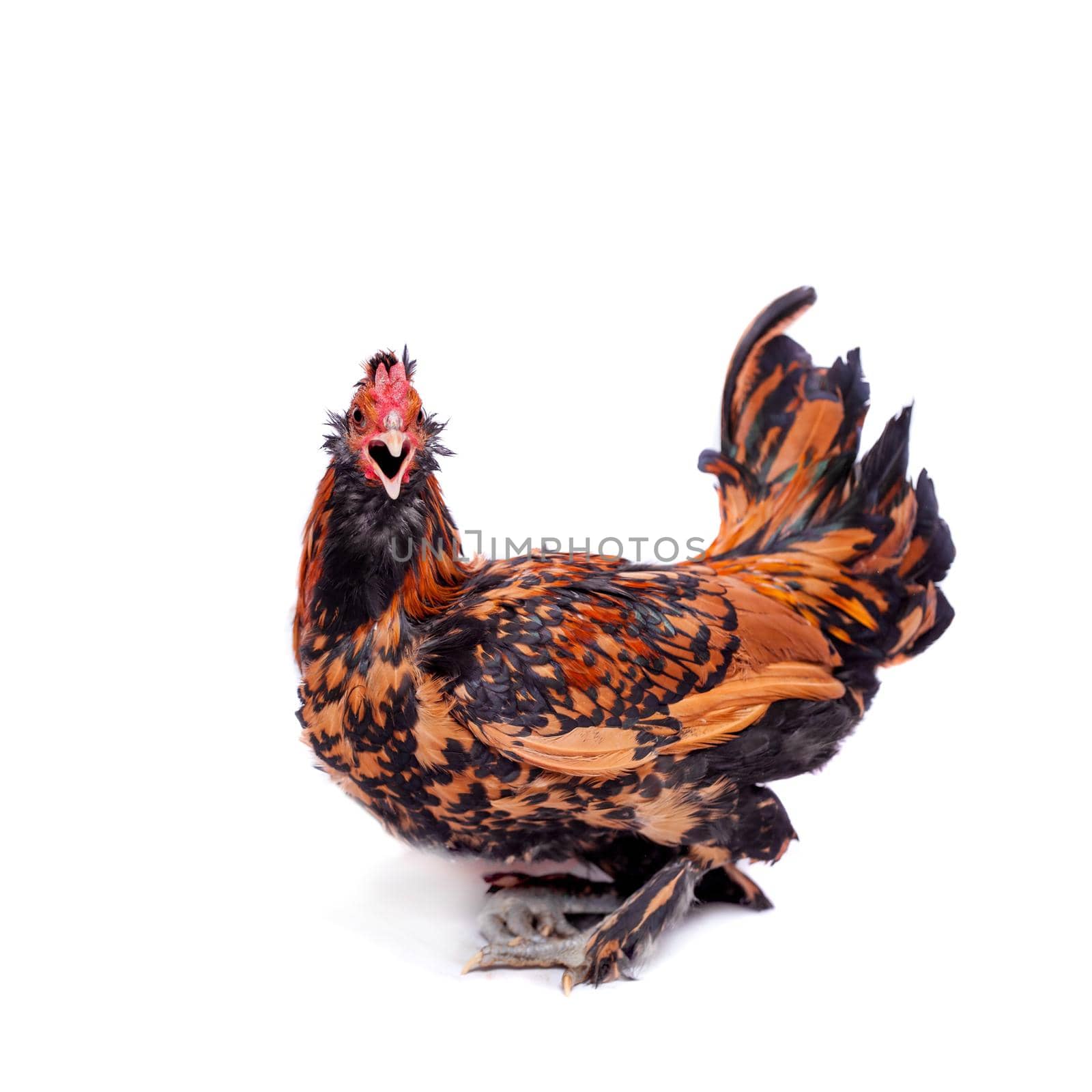 Pavlovian breed Rooster on white by RosaJay