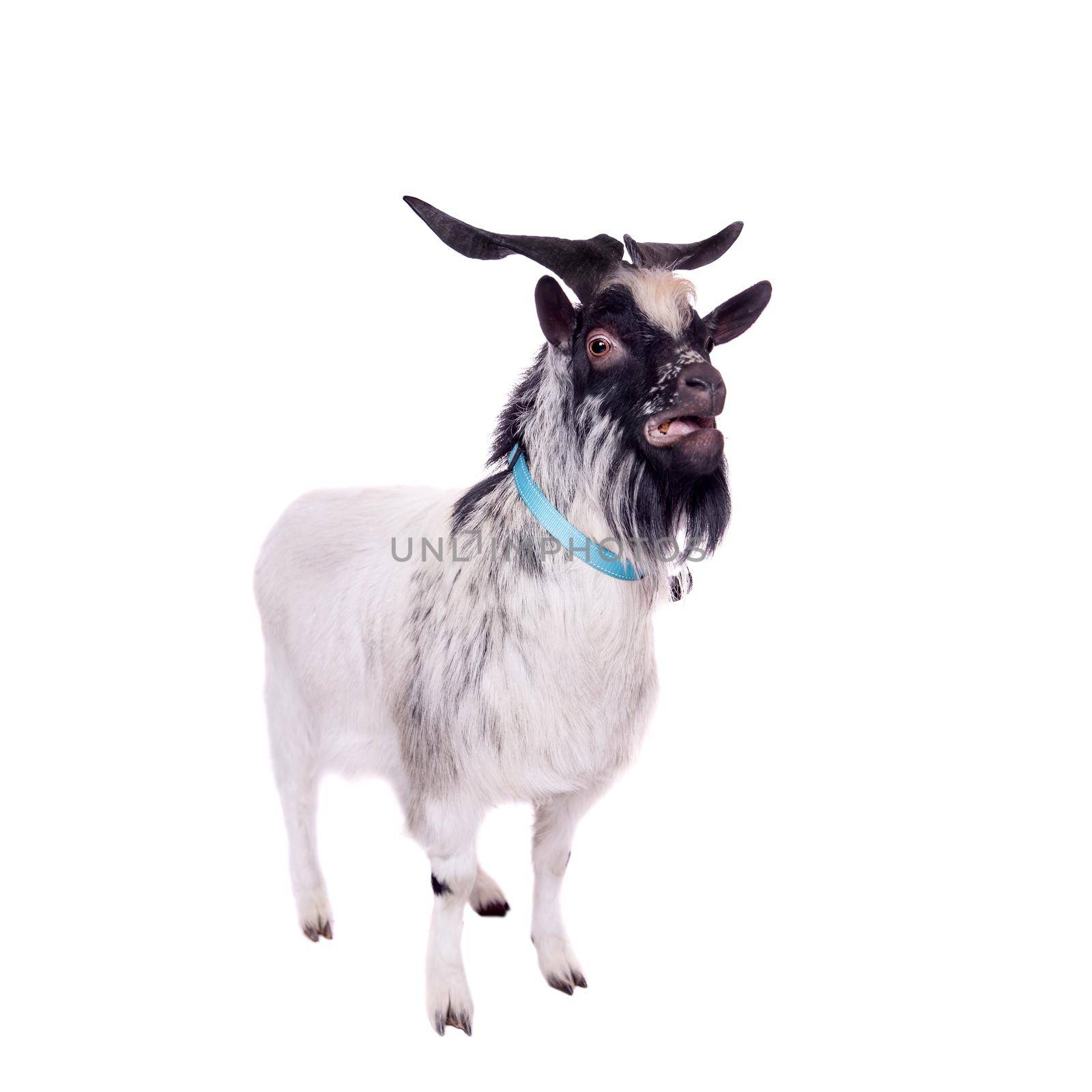 Funny gray goat isolated on white background