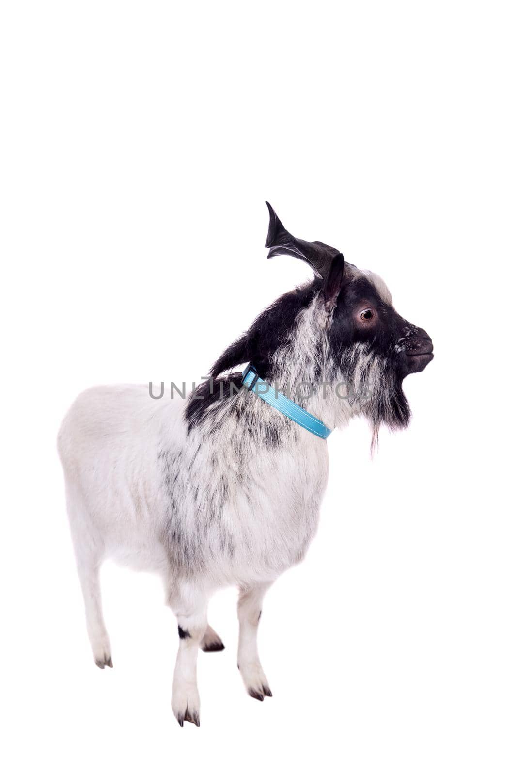 Gray dvarf goat on white by RosaJay