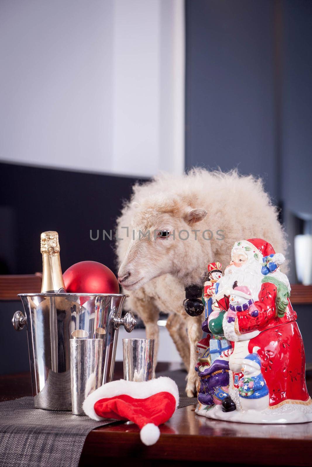 Portrait Of sheep in christmas hat Isolated On White. Simbol 2015