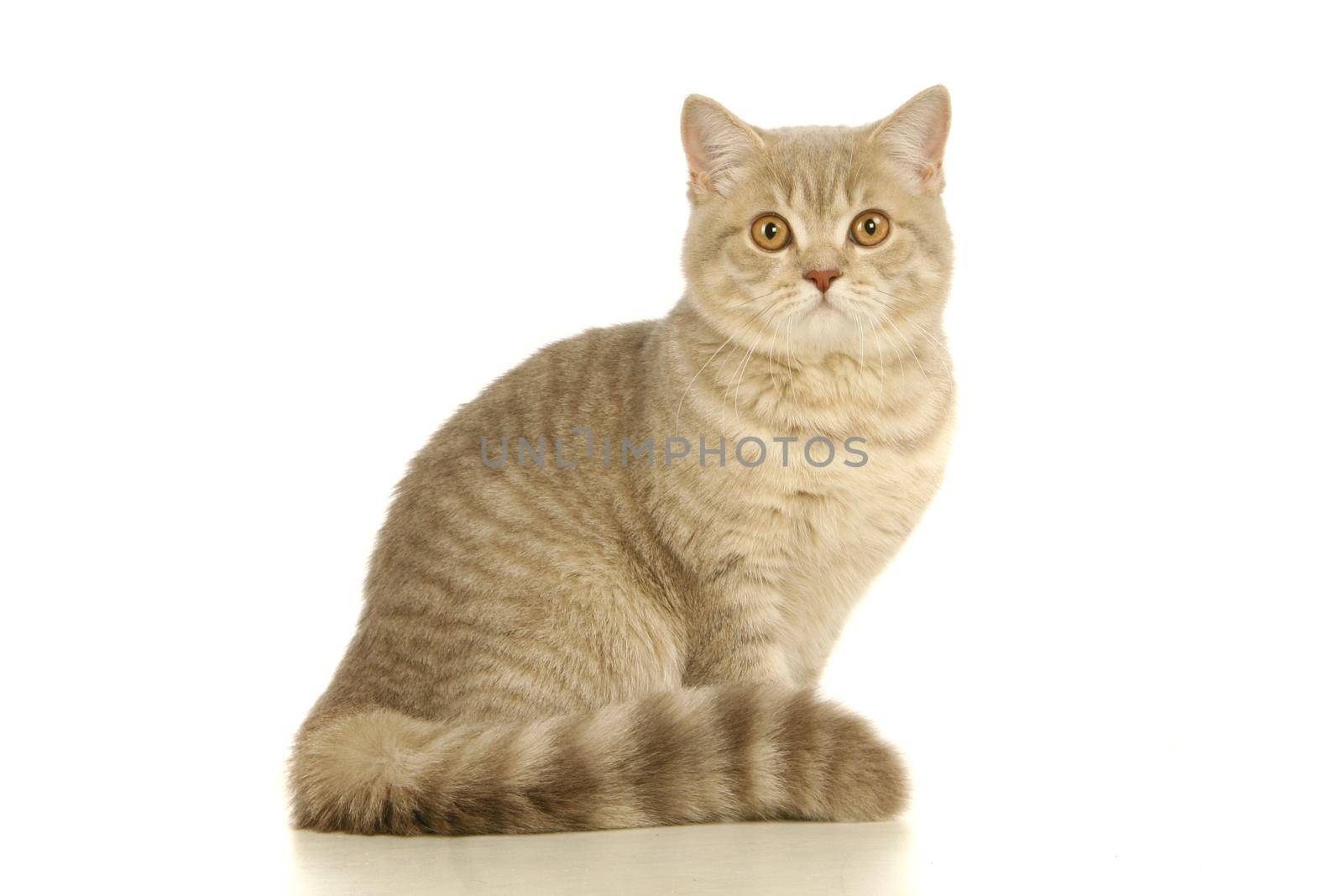 Gray scottish cat isolated on the white background