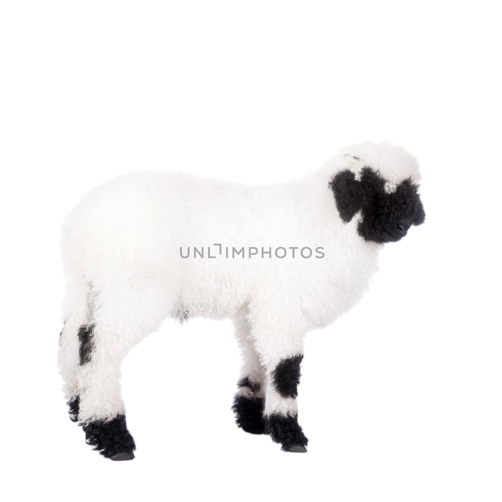 Valais lamb On White by RosaJay