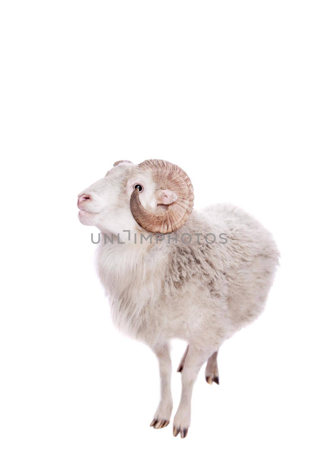 Portrait Of ram Isolated On White. Simbol 2015