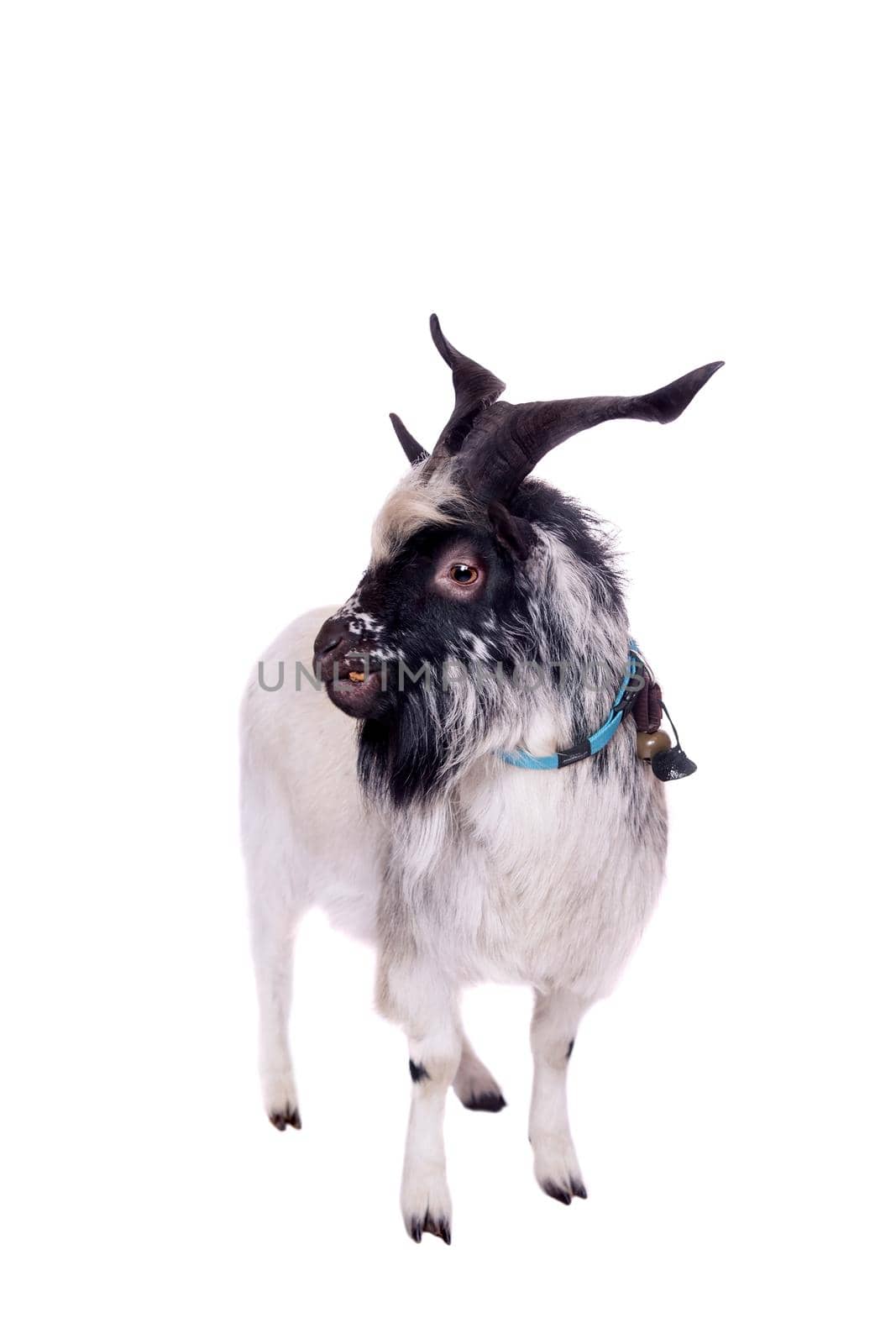 Funny gray goat isolated on white background