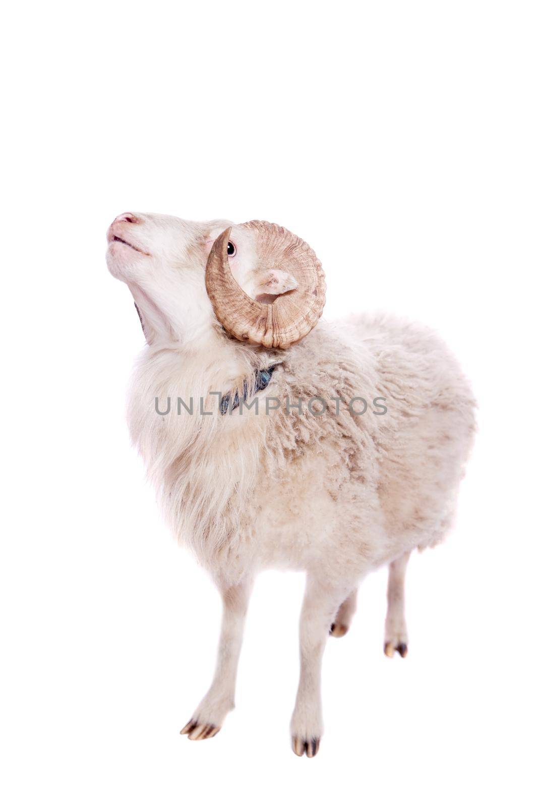 Portrait Of sheep in christmas hat Isolated On White. Simbol 2015