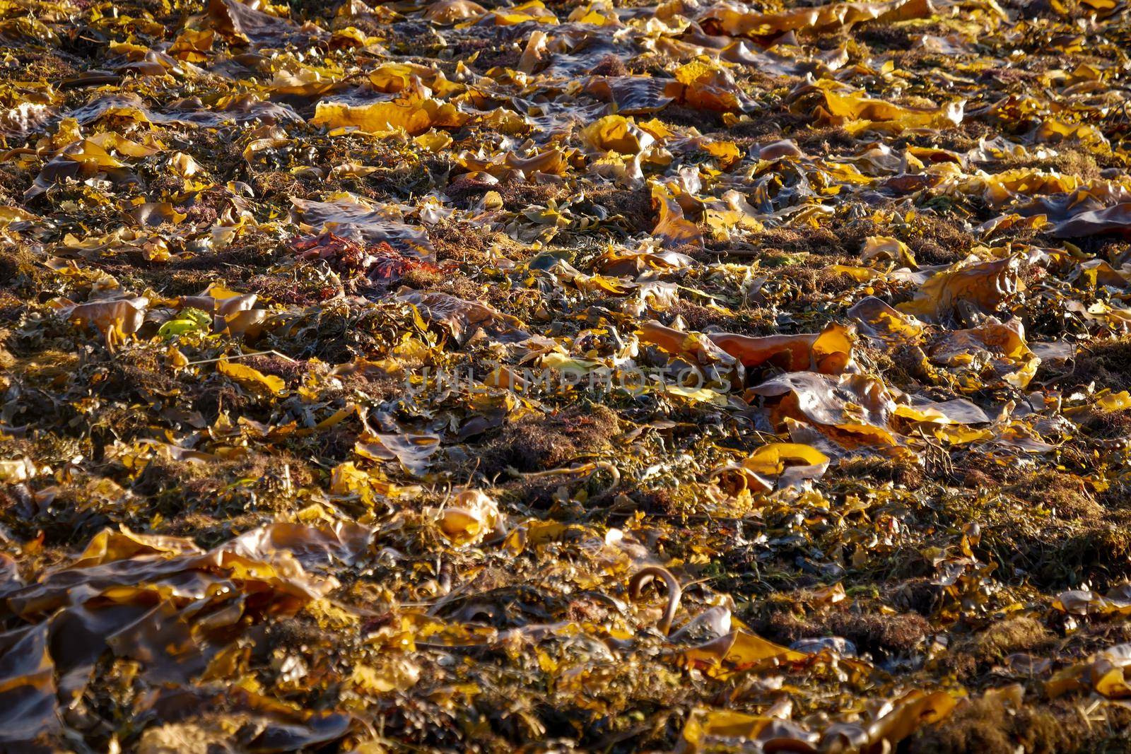 Seaweed in a heap at White sea bay by RosaJay