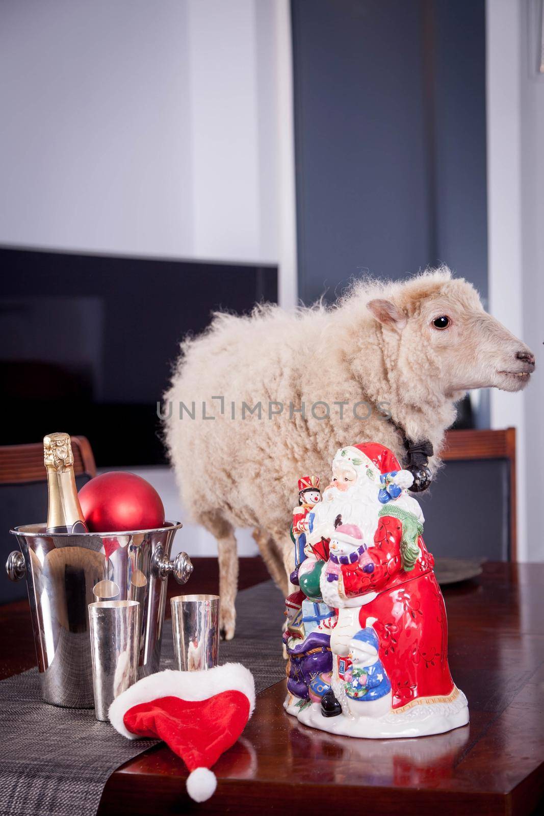 Portrait Of sheep in christmas hat On White by RosaJay