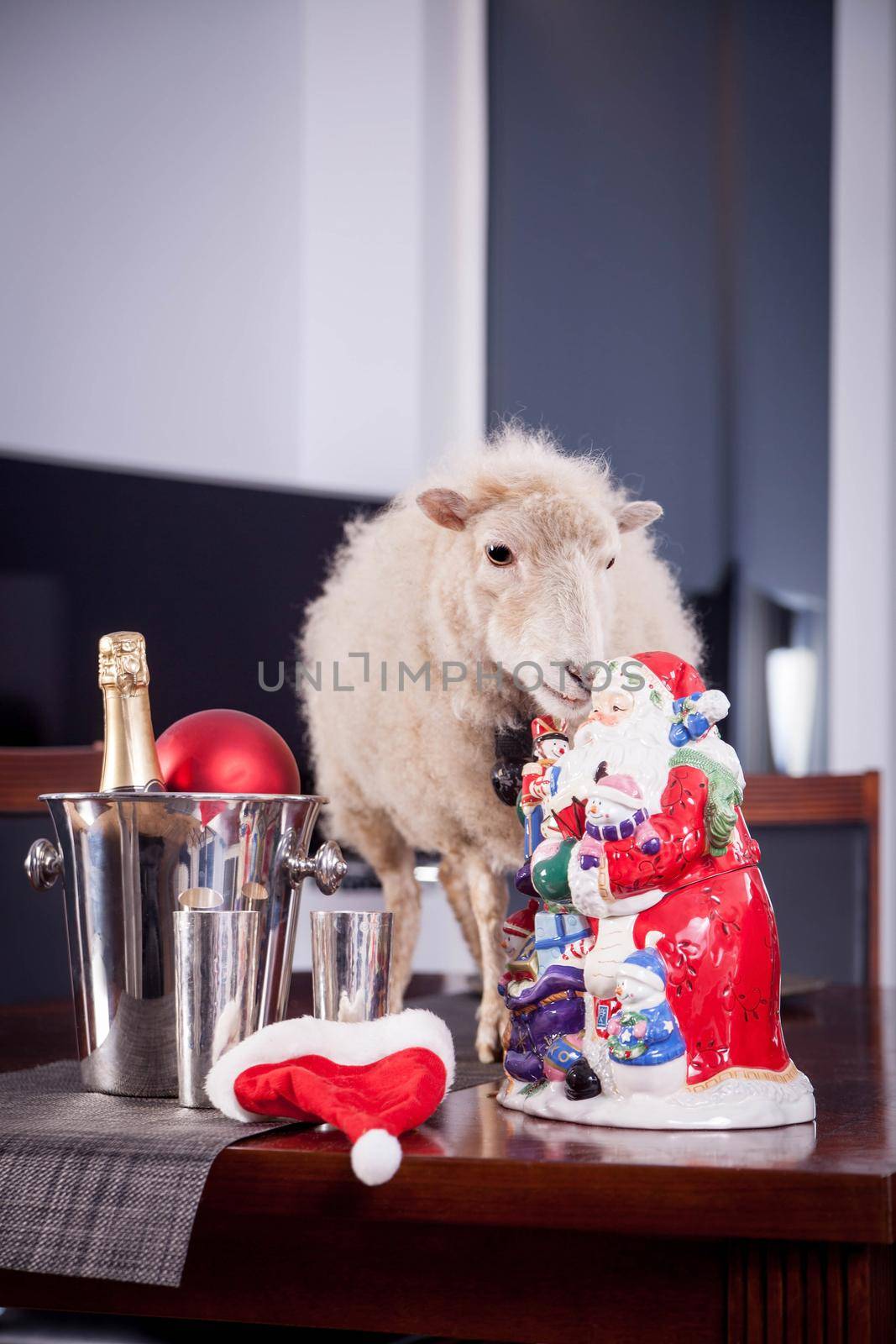 Portrait Of sheep in christmas hat On White by RosaJay