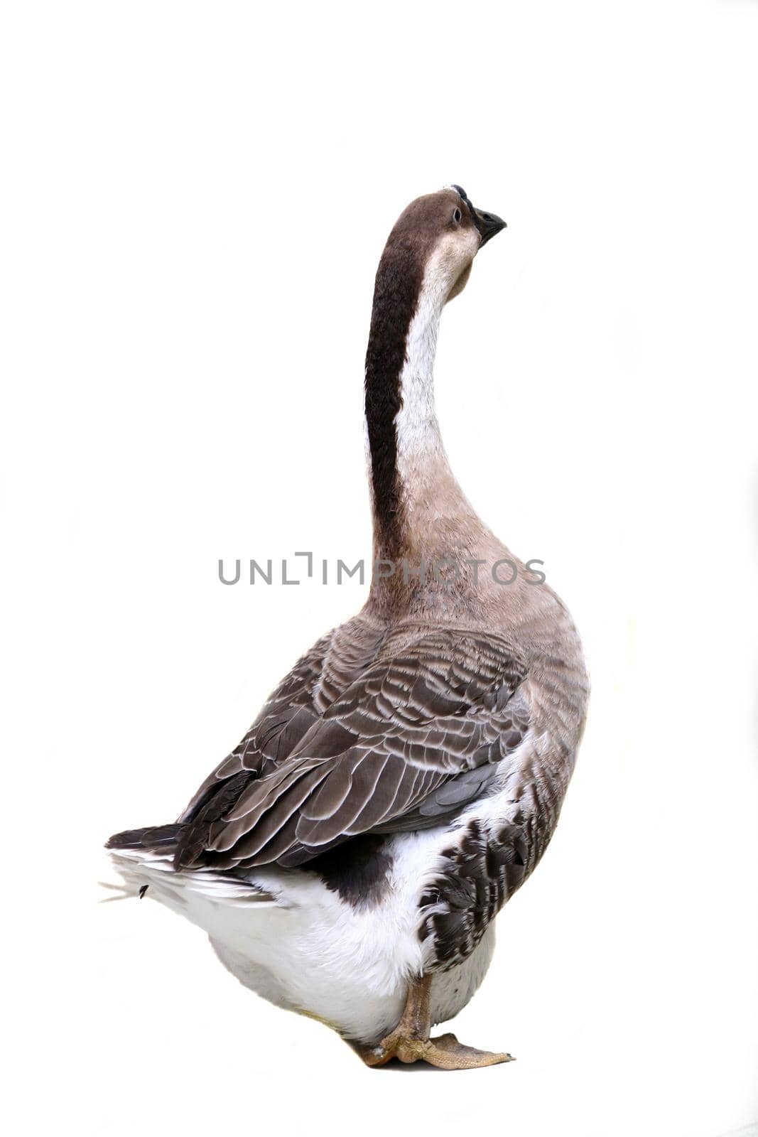 Brown domestic goose on white by RosaJay