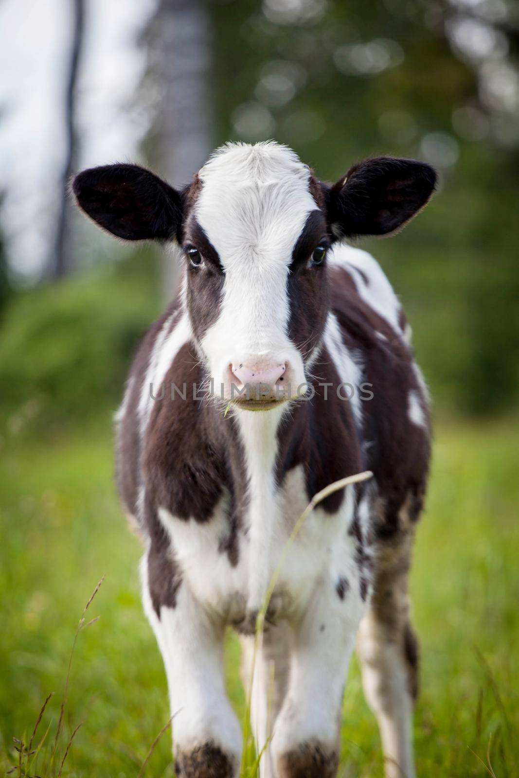 Beauty small Newborn calf on green grass