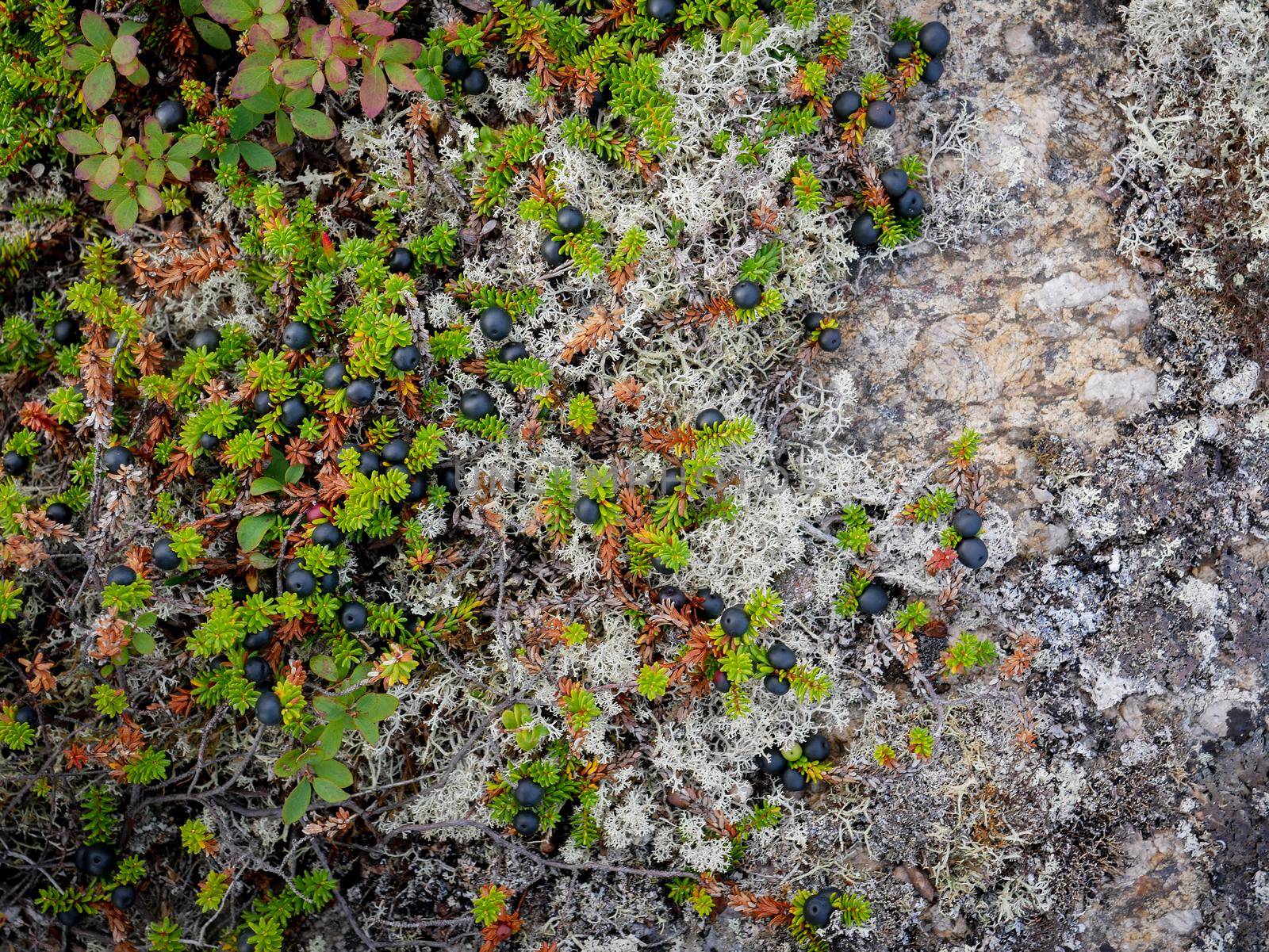 Black crowberry, Empetrum nigrum, on White sea bay, Russia