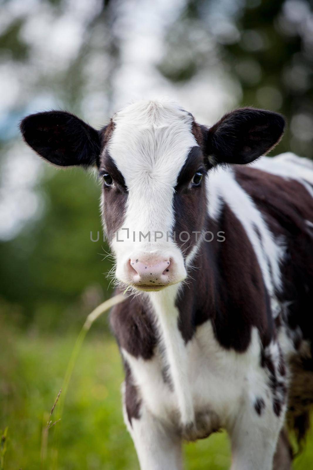 Newborn calf on green grass by RosaJay