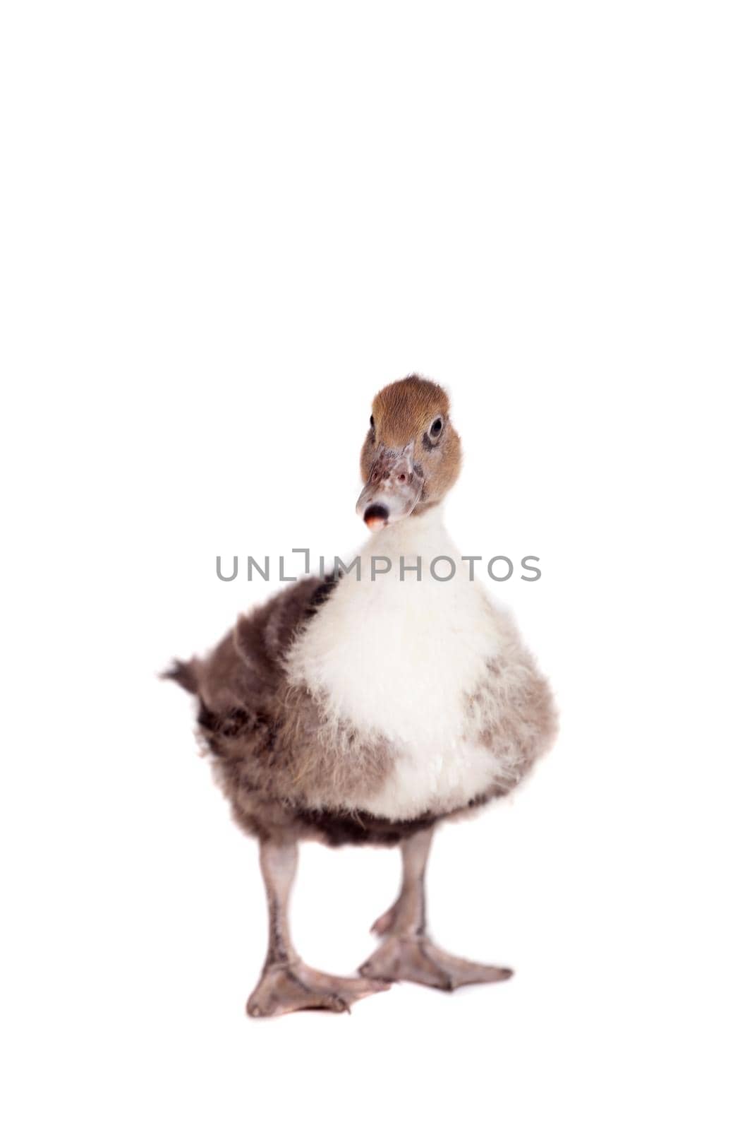 Cute domestic duckling isolated on white background