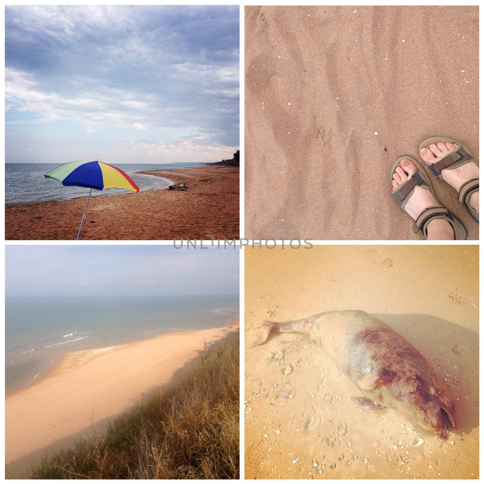 Collage Sea of Azov views. Beach, sand, dead dolphin