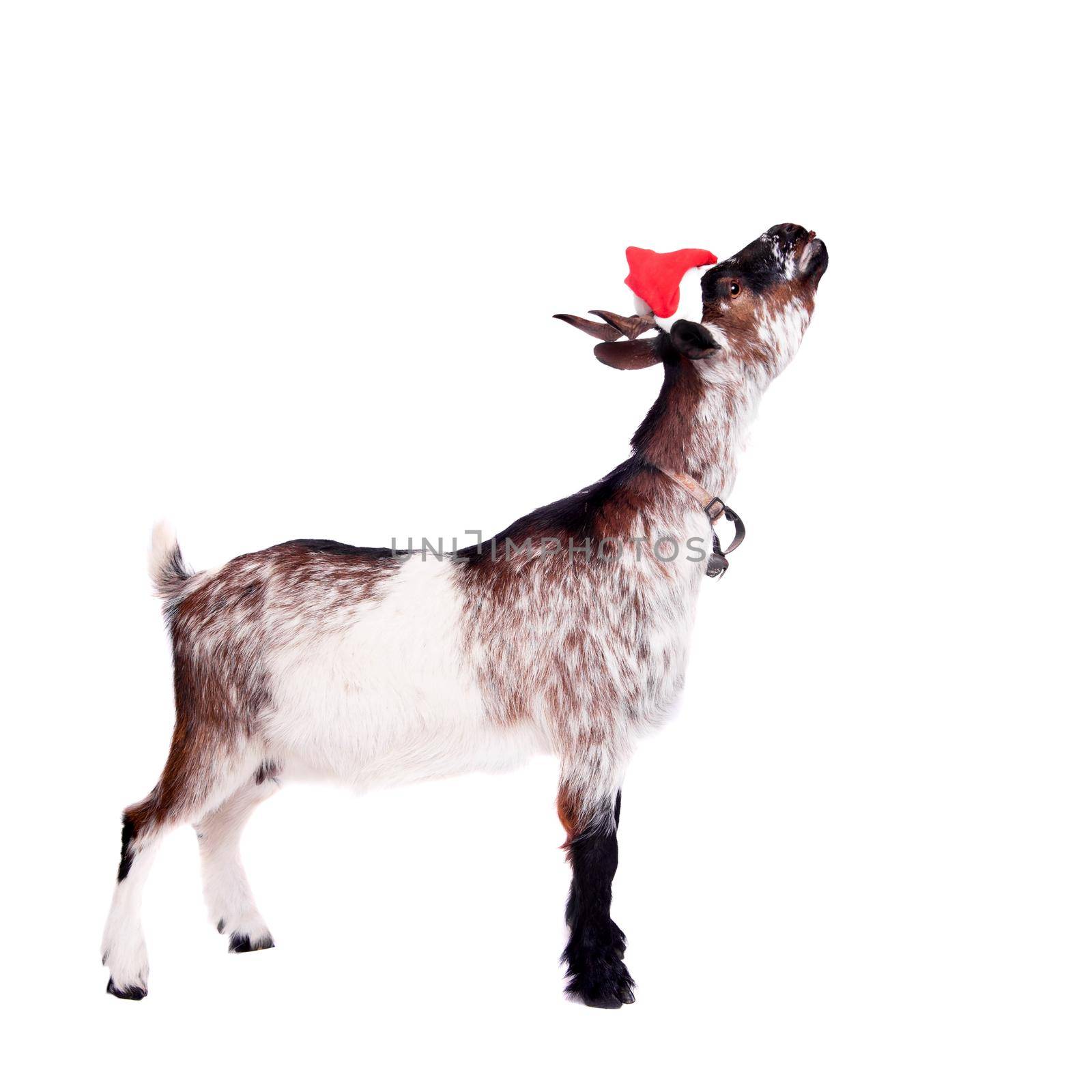 Portrait Of Goat in christmas hat Isolated On White. Simbol 2015