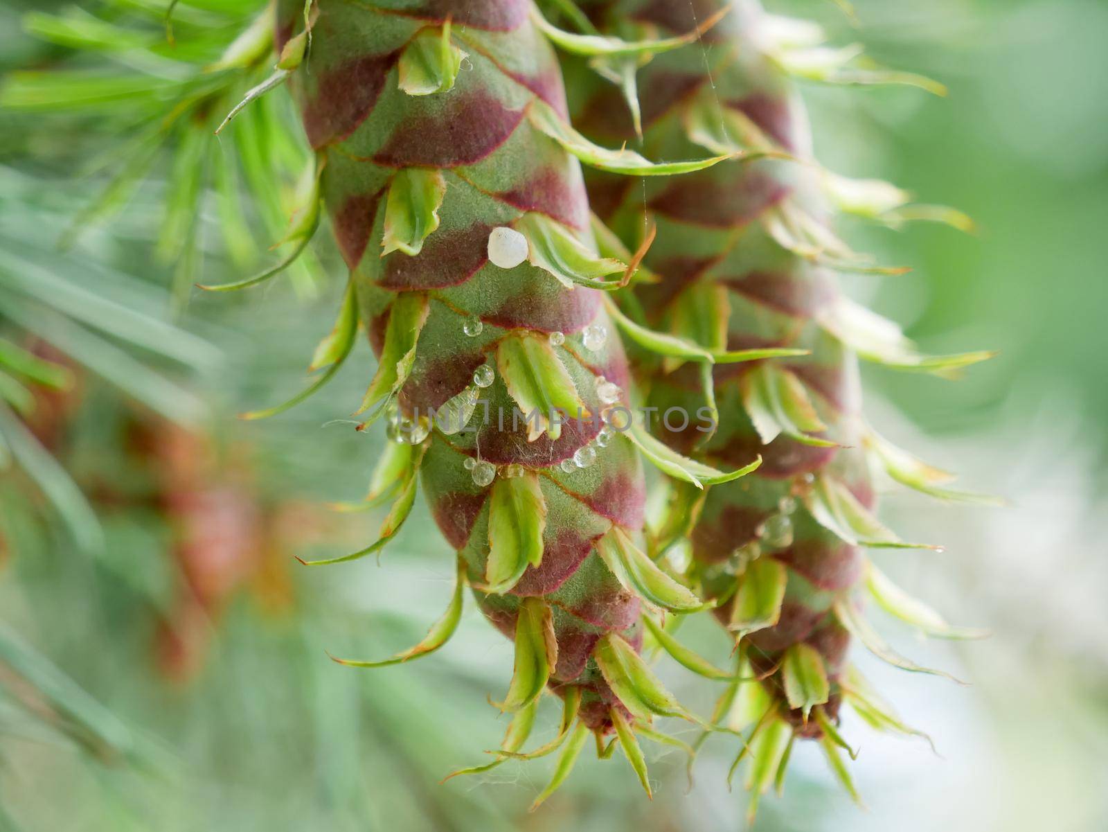 Two fresh healthy green pine tree cone by RosaJay