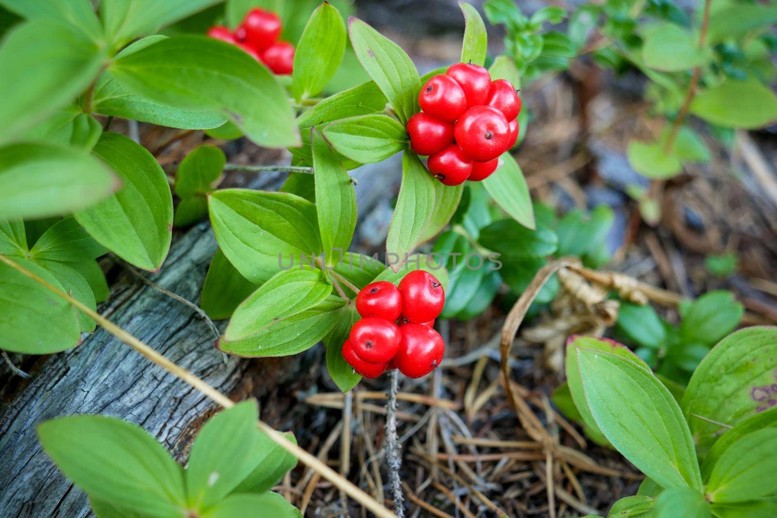 Red forest berries in the tundra on the moss background. White sea, Russia