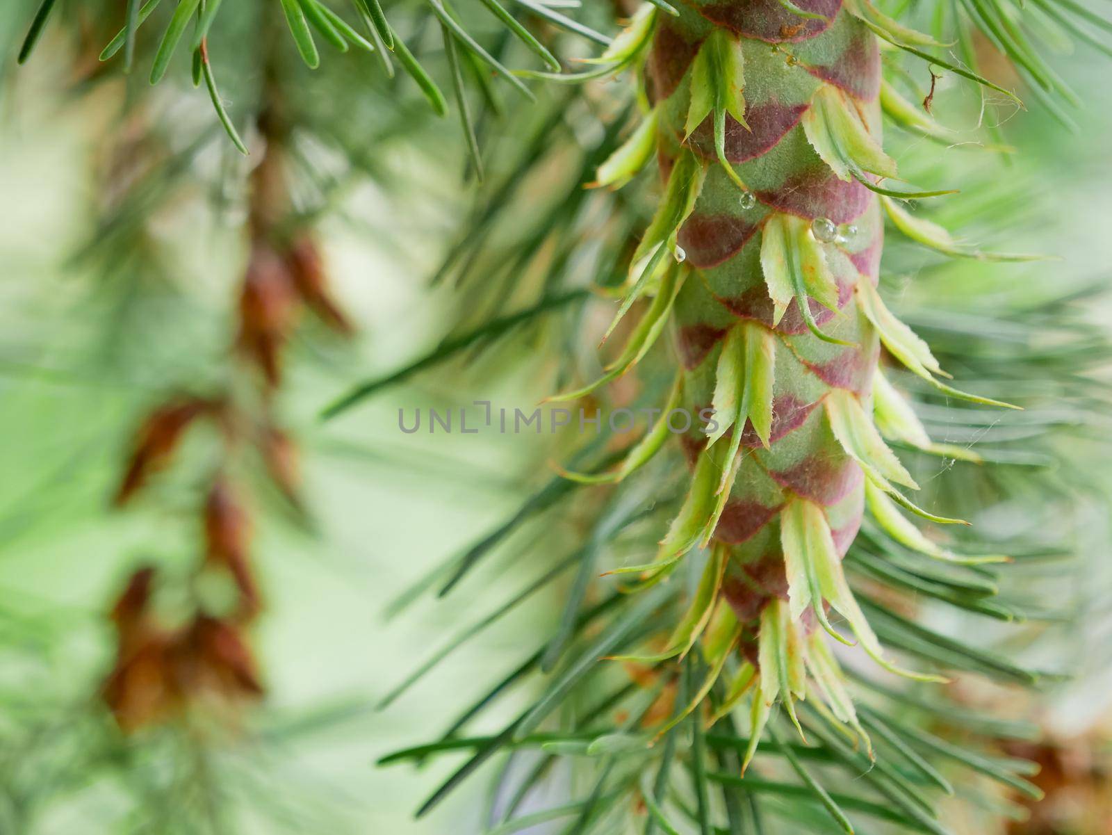 Two fresh healthy green pine tree cone, view from below