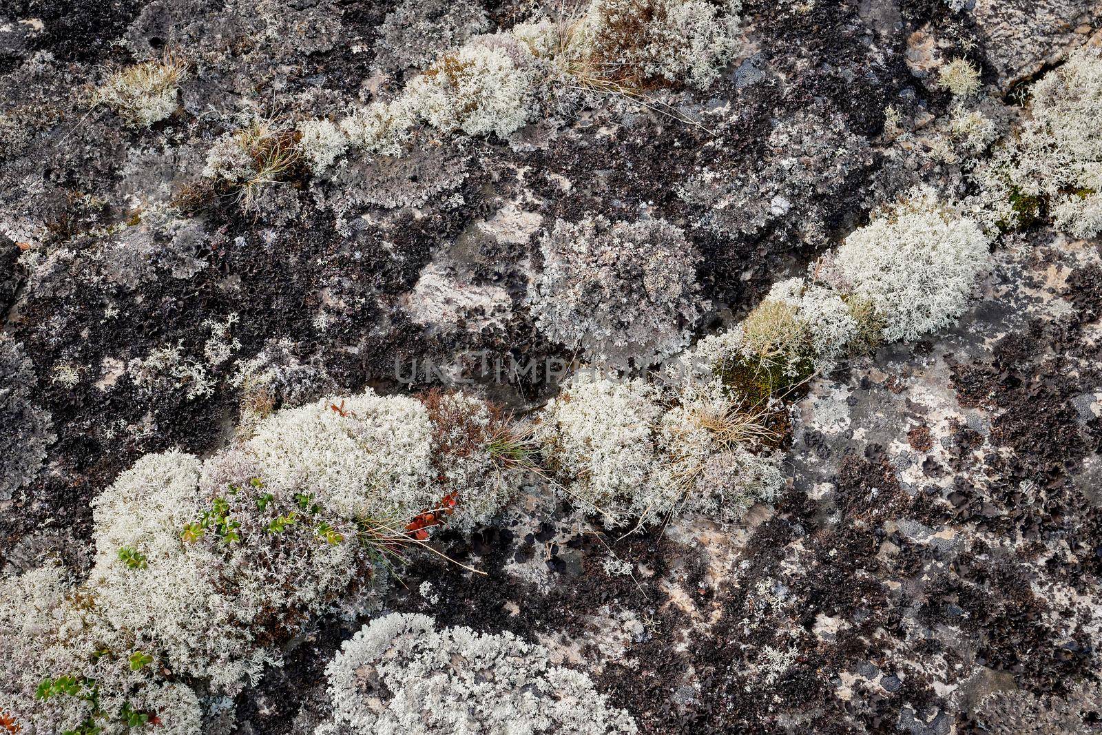 Forest white moss or reindeer moss on rocks on White sea