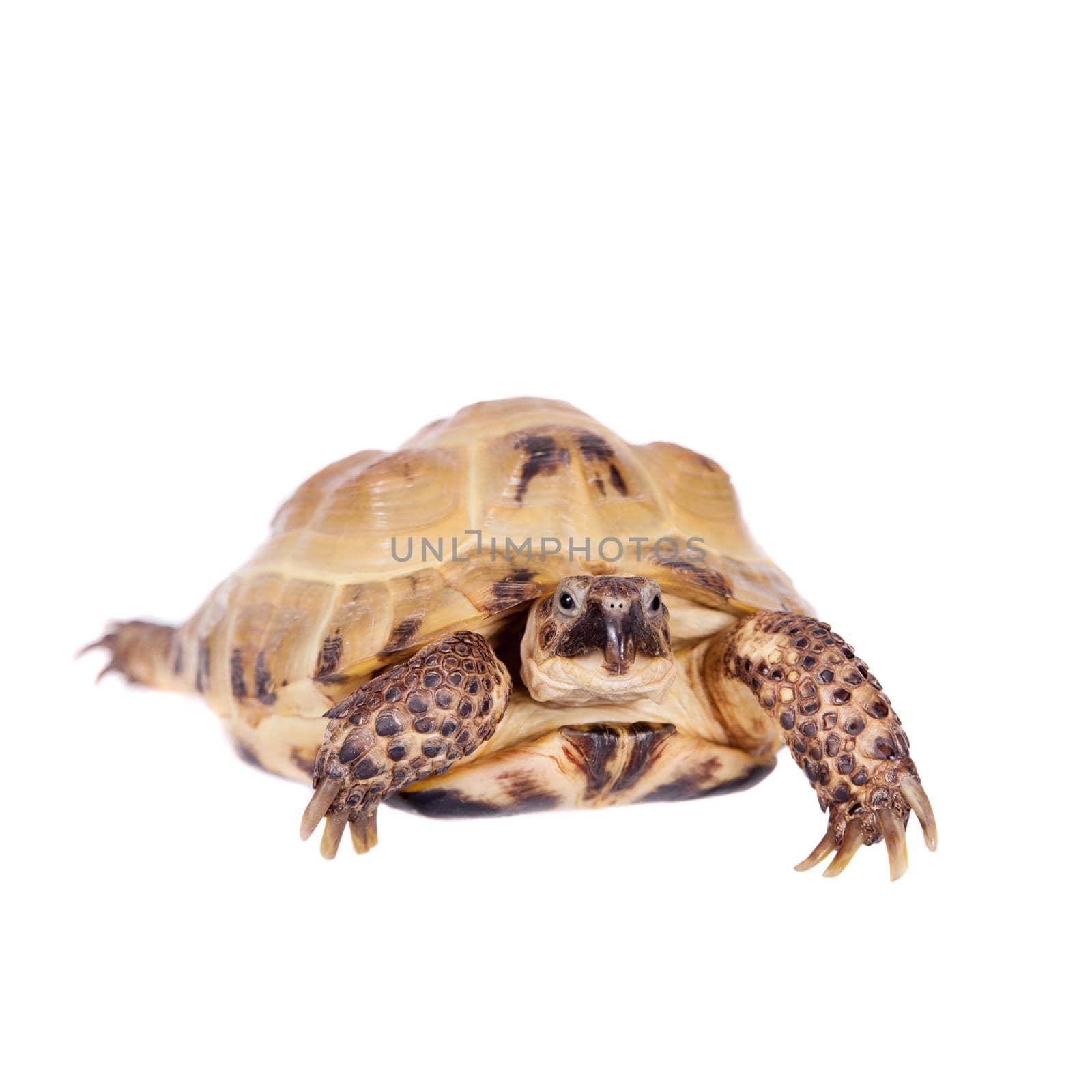 Central Asian tortoise on white background by RosaJay
